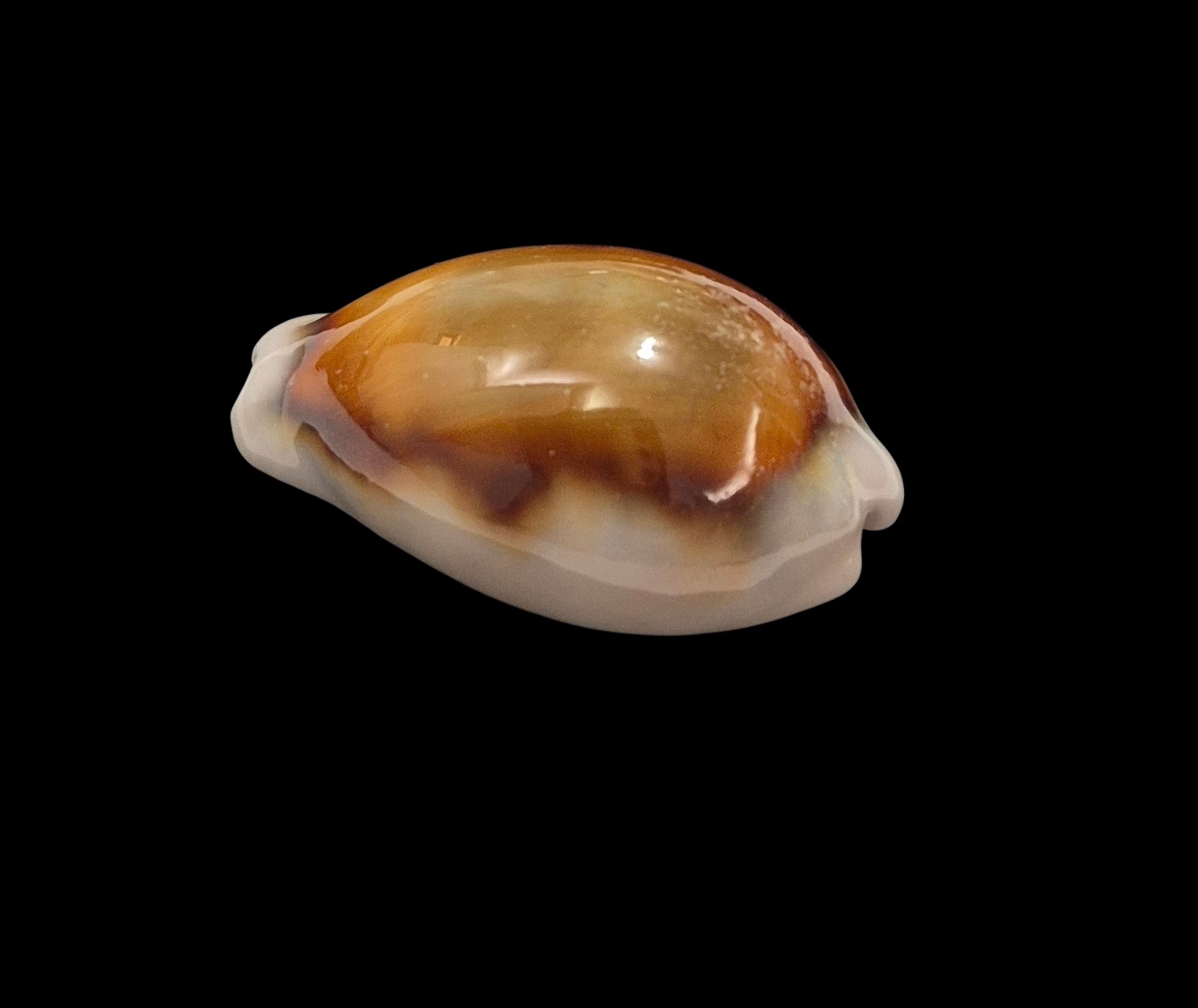 BC229 Neobernaya spadicea - ADULT DWARF - Image 3