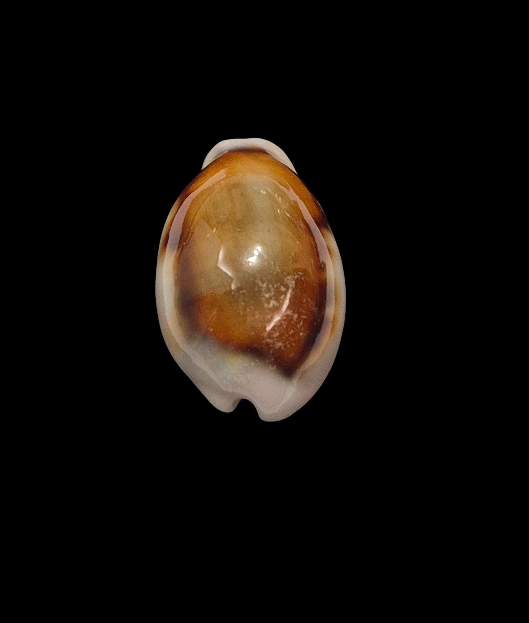BC229 Neobernaya spadicea - ADULT DWARF - Image 4