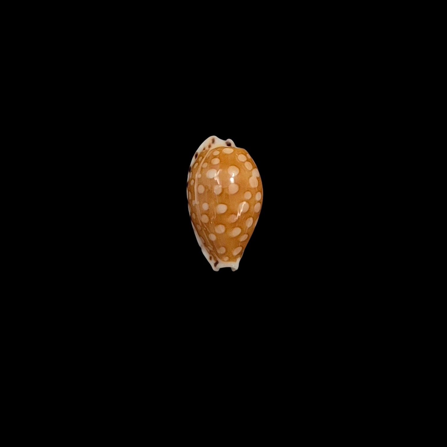 BC075 Cribrarula astaryi - SUPERB PATTERN