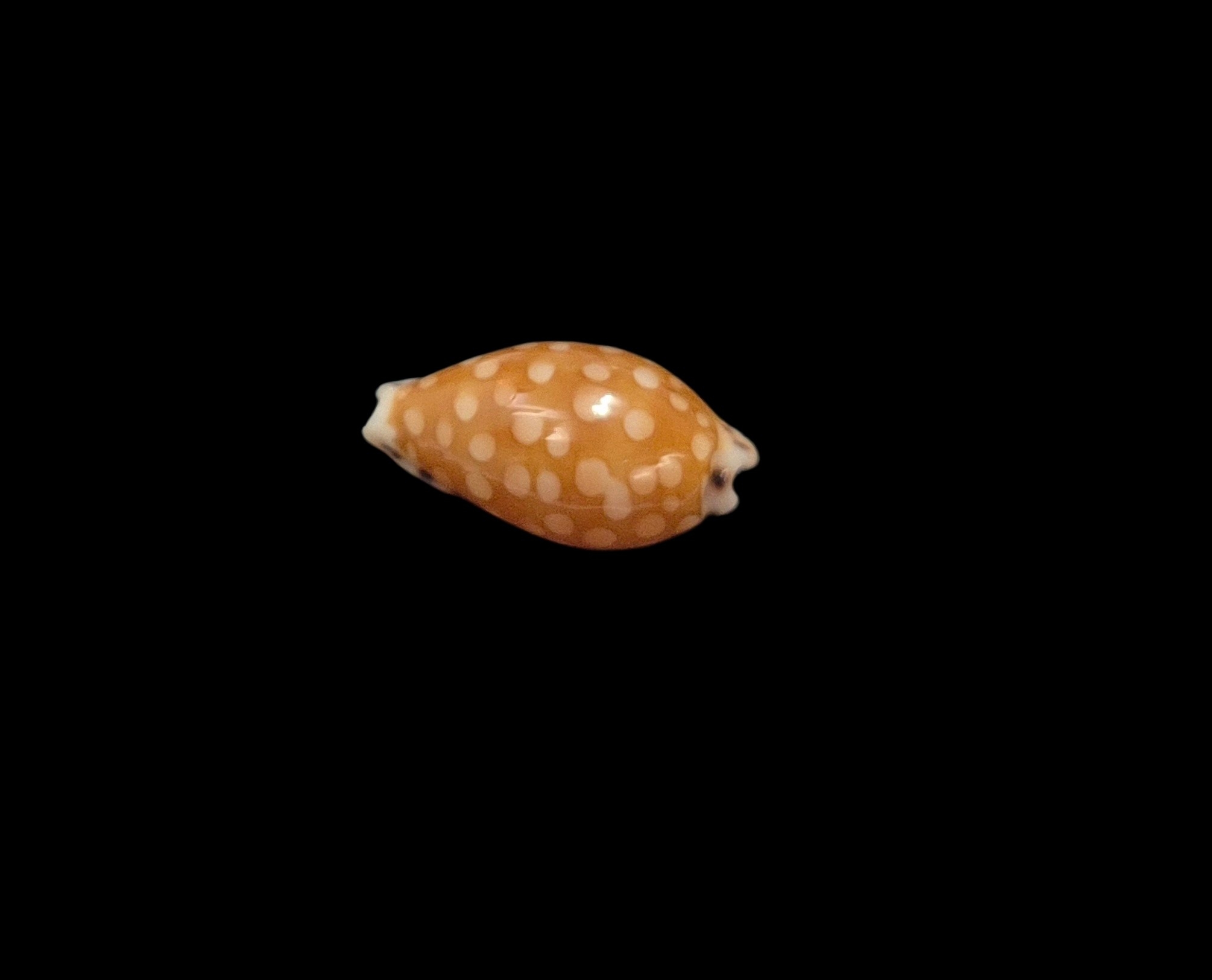 BC075 Cribrarula astaryi - SUPERB PATTERN - Image 3