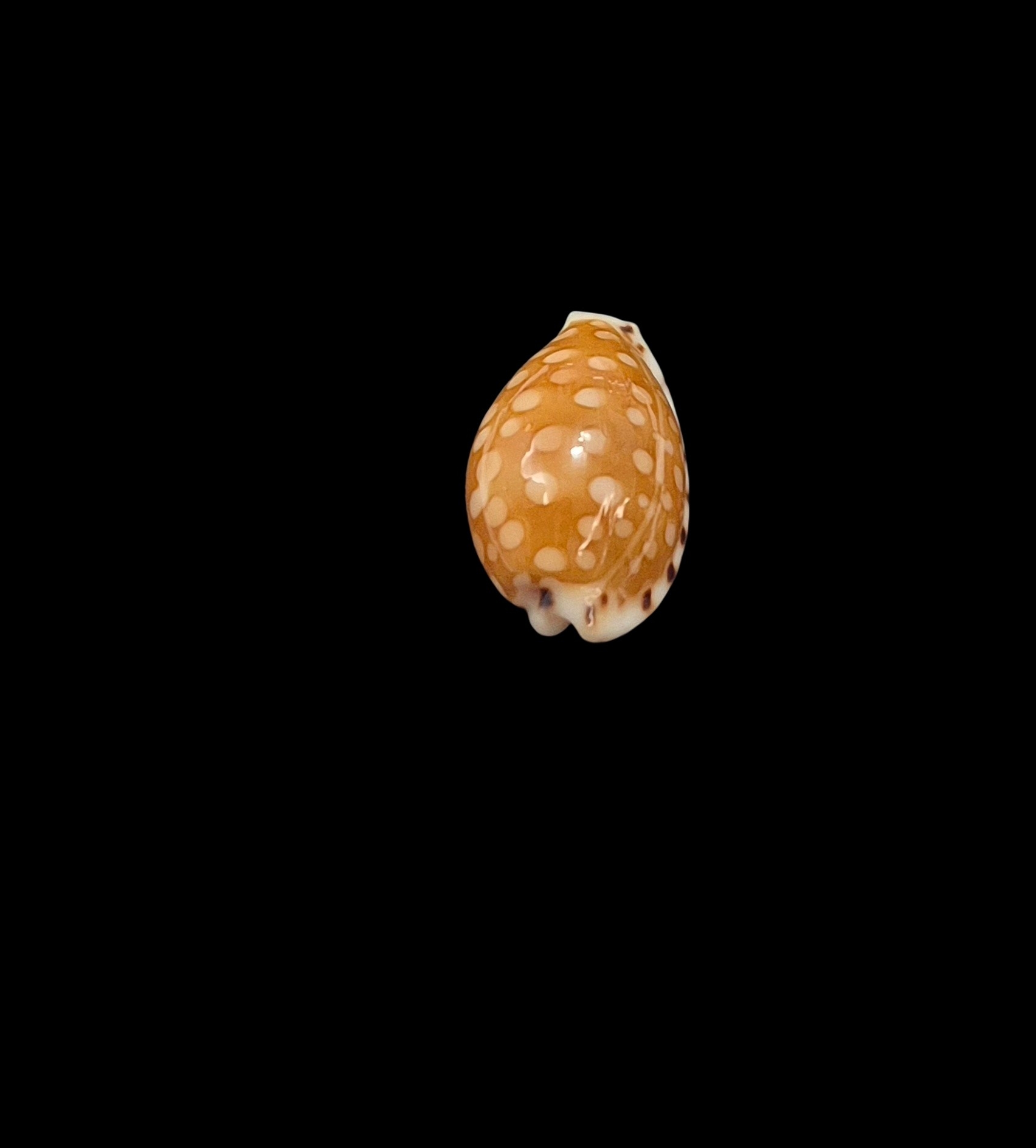 BC075 Cribrarula astaryi - SUPERB PATTERN - Image 4