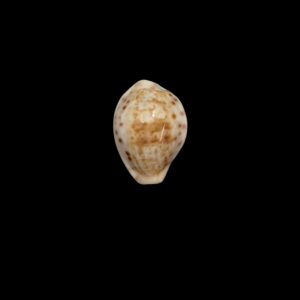 BC020 Ovatipsa rashleighana - LIVE TAKEN