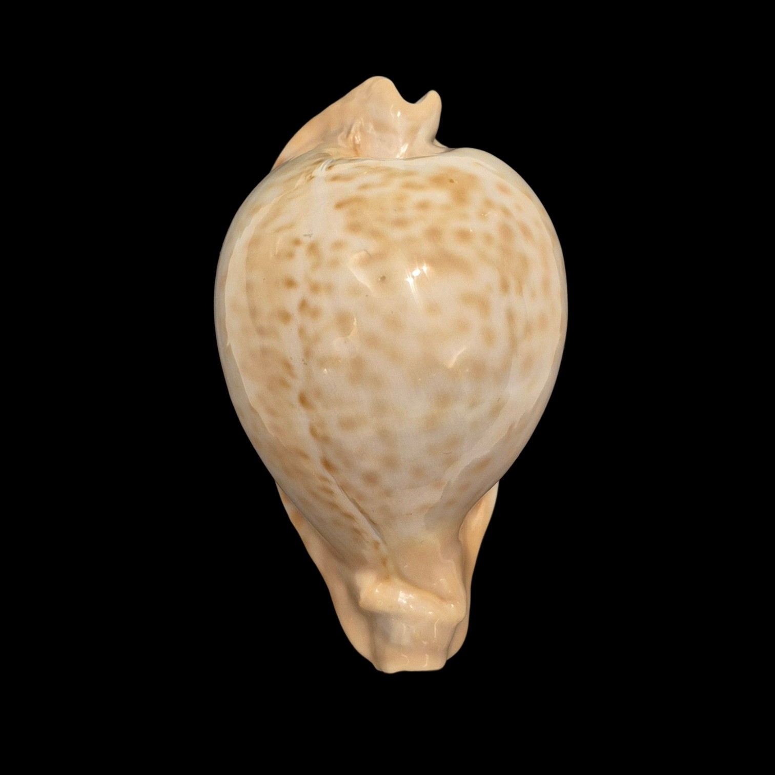 BC407 Umbilia petilirostris - LARGE BEAUTY
