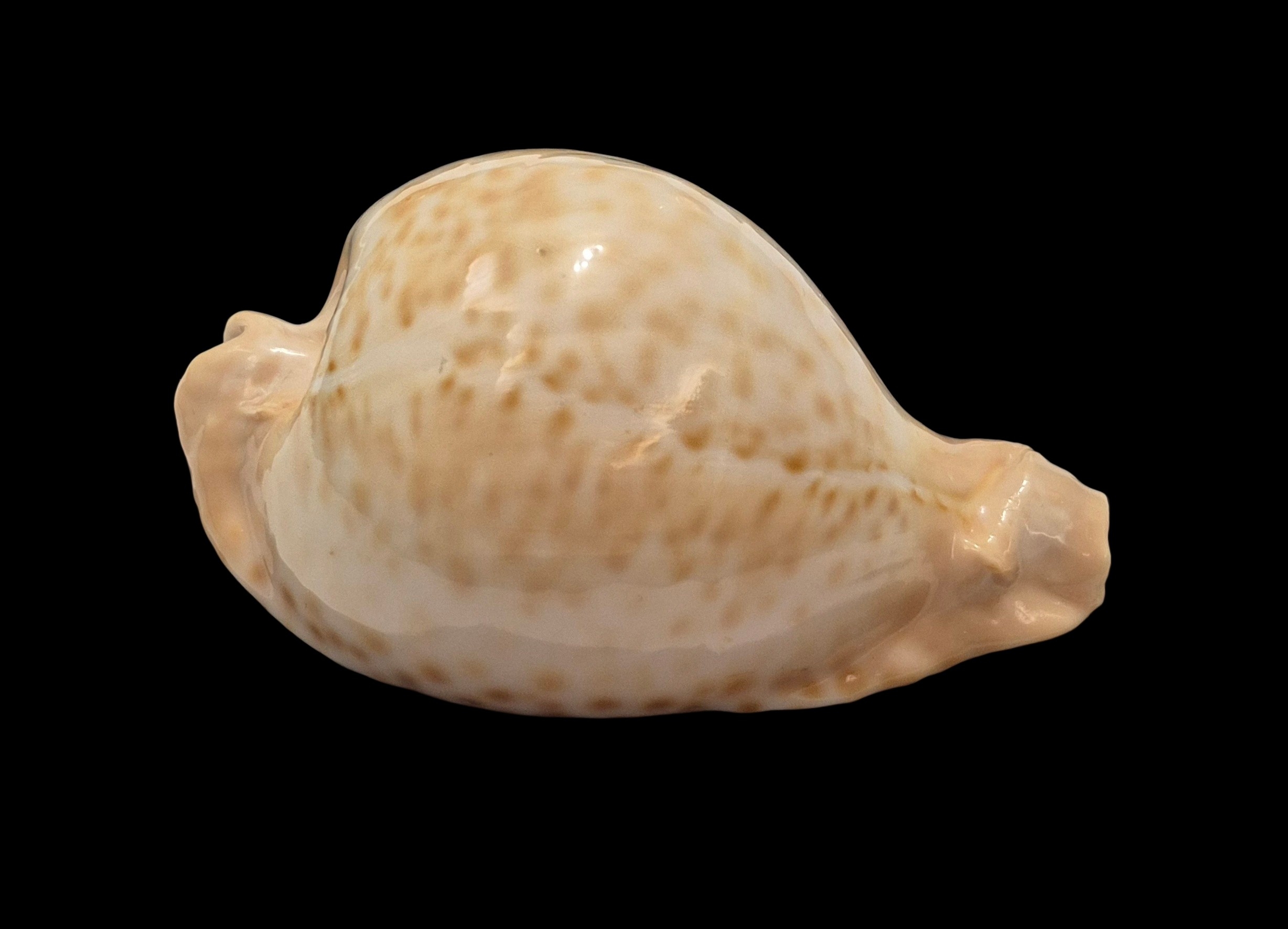 BC407 Umbilia petilirostris - LARGE BEAUTY - Image 2