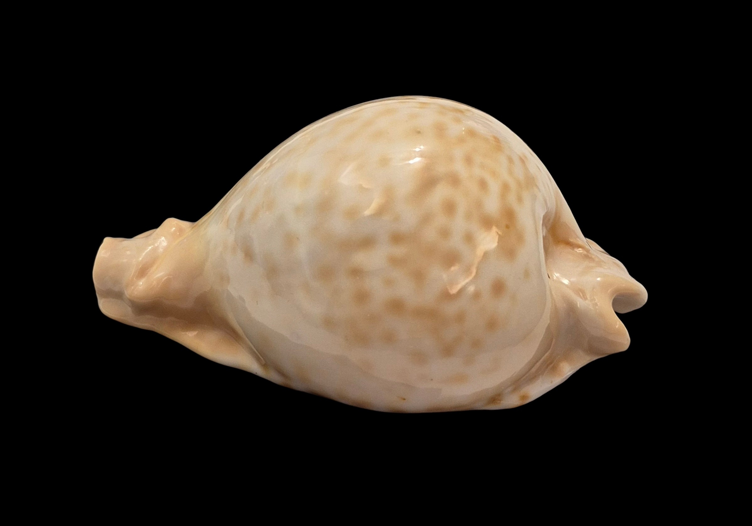BC407 Umbilia petilirostris - LARGE BEAUTY - Image 3
