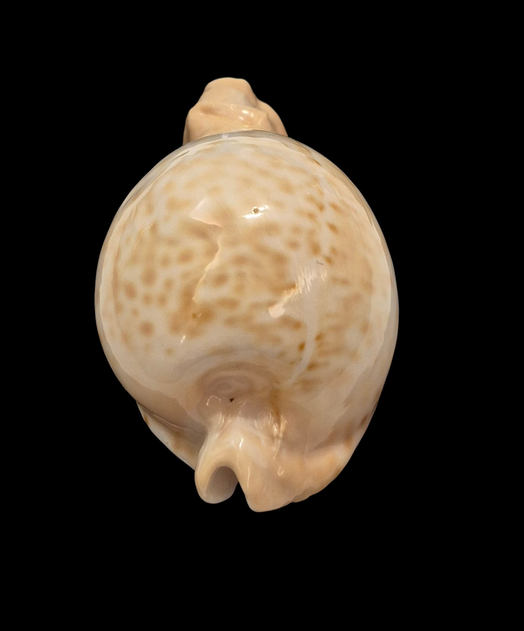 BC407 Umbilia petilirostris - LARGE BEAUTY - Image 4