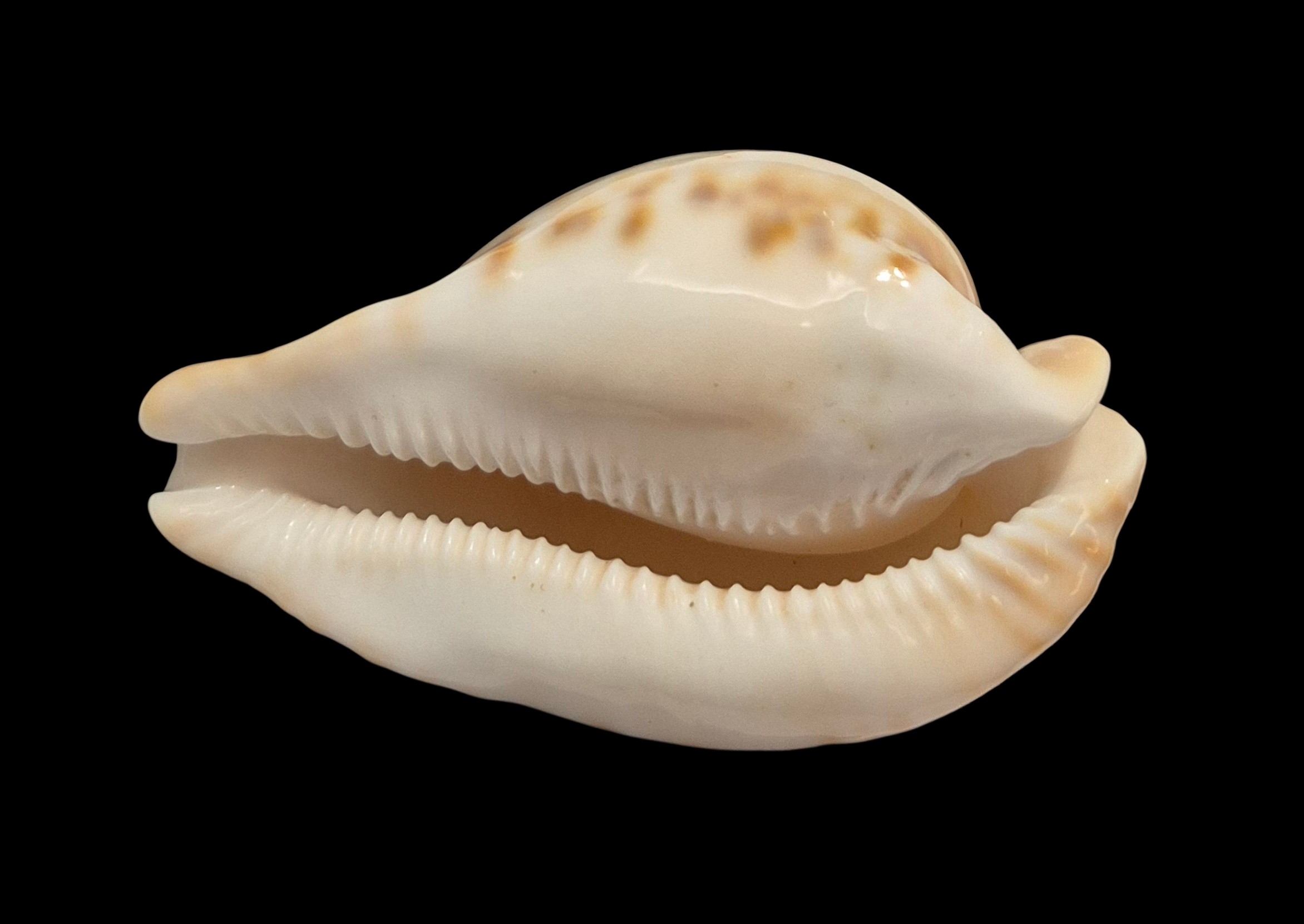 BC407 Umbilia petilirostris - LARGE BEAUTY - Image 5