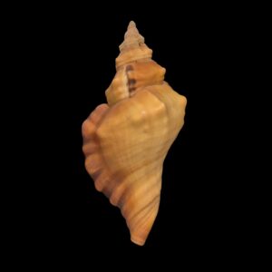 BC408 Cymatium tigrinum - GREAT RARITY