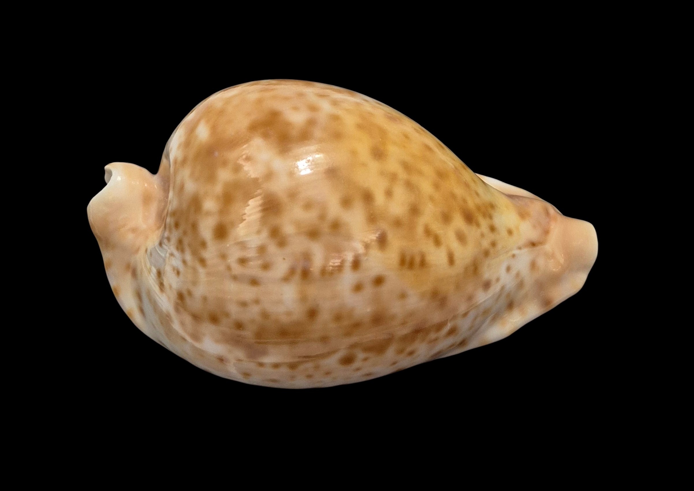 BC409 Umbilia hesitata - SELECTED - Image 6