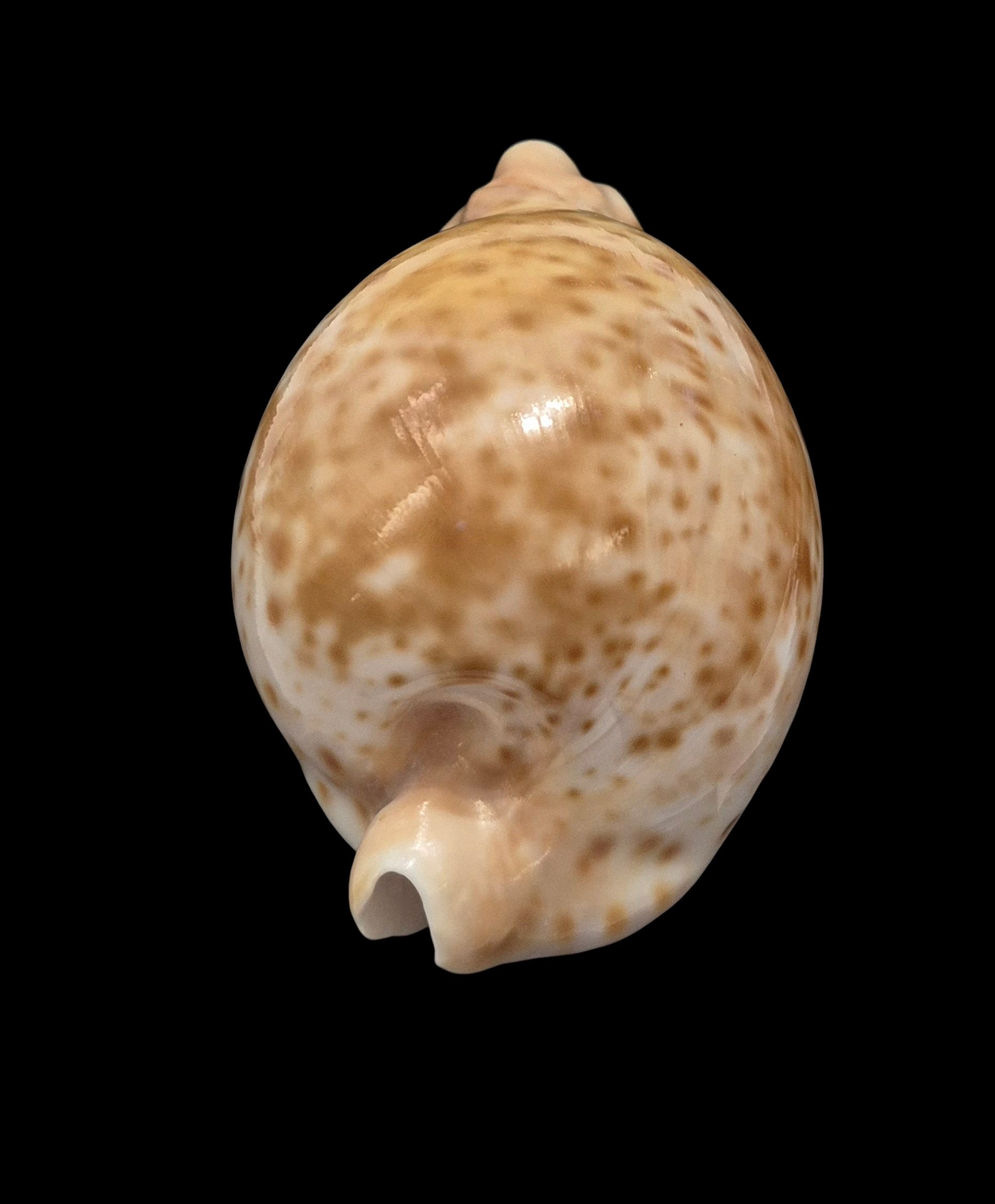 BC409 Umbilia hesitata - SELECTED - Image 4