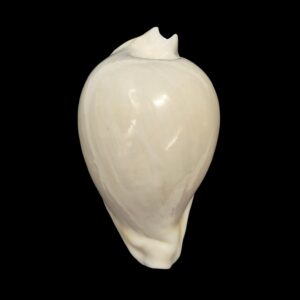 BC138 Umbilia hesitata howelli