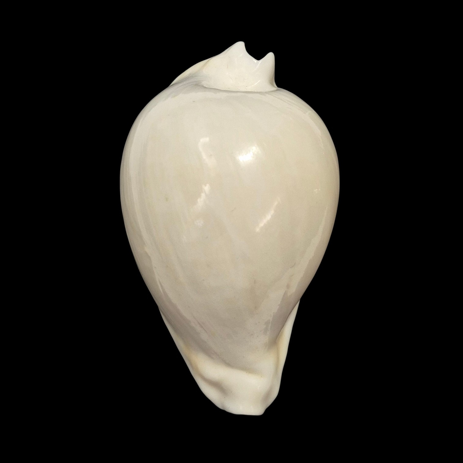 BC138 Umbilia hesitata howelli