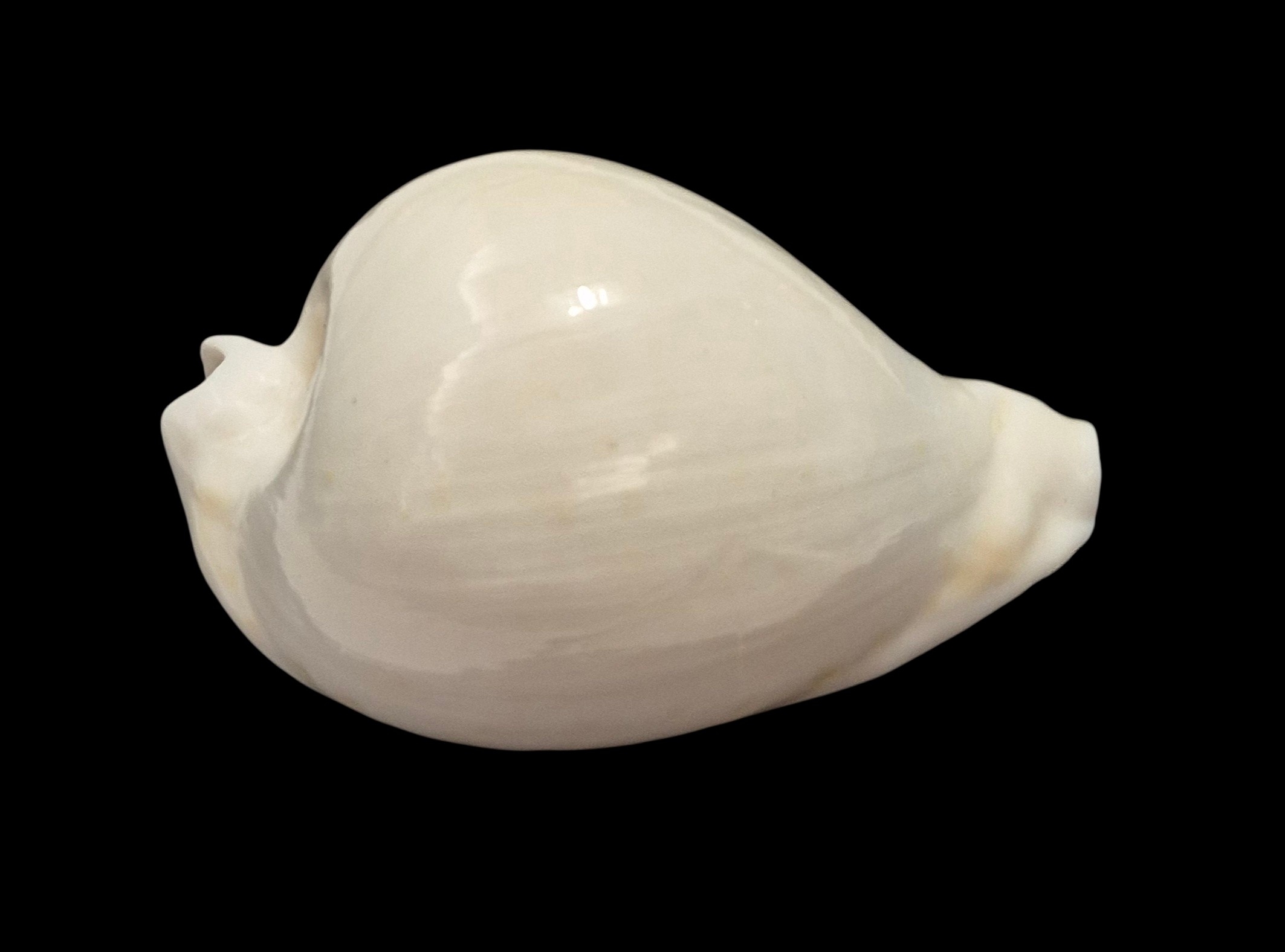BC138 Umbilia hesitata howelli - Image 6