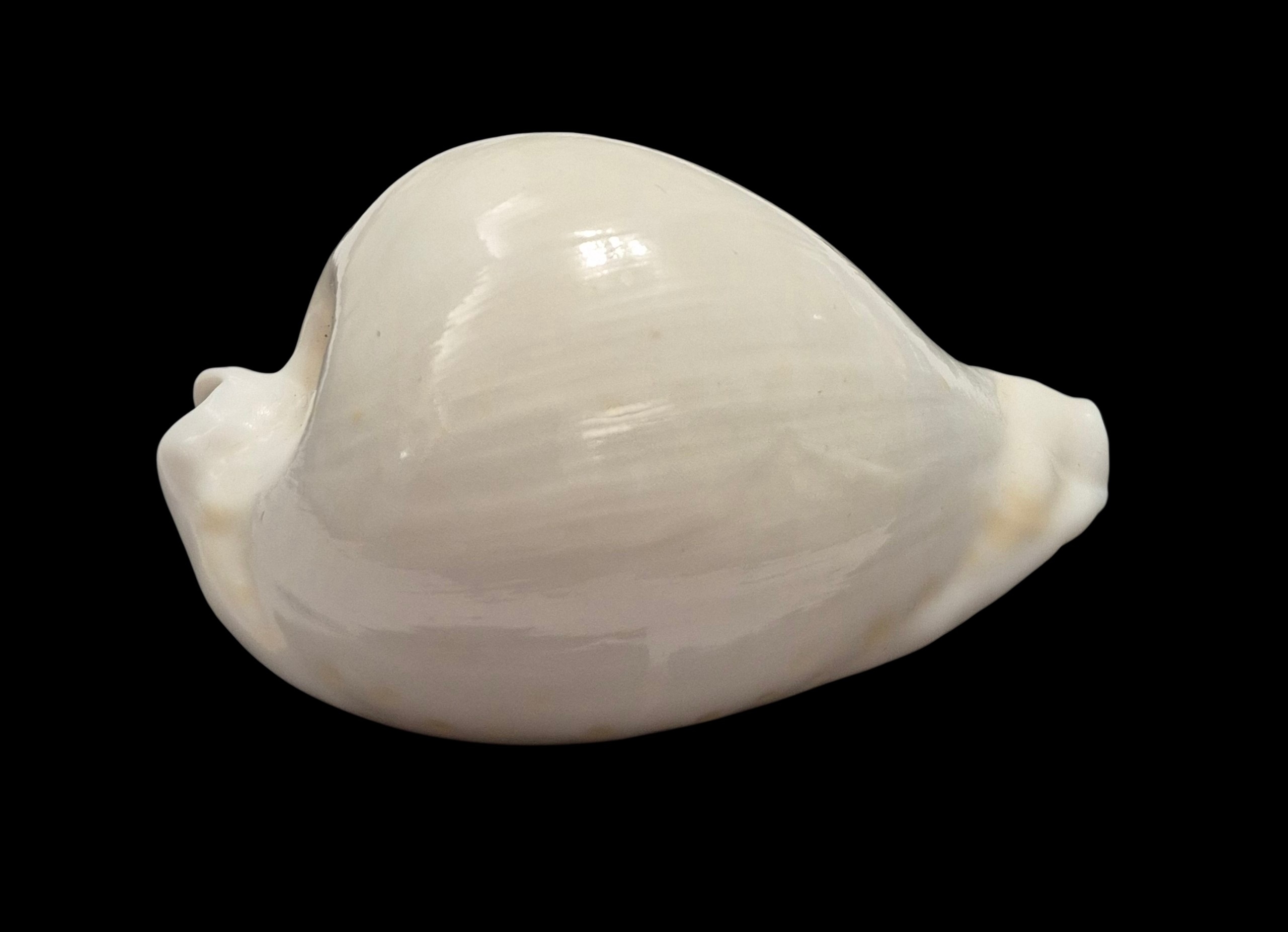 BC138 Umbilia hesitata howelli - Image 2