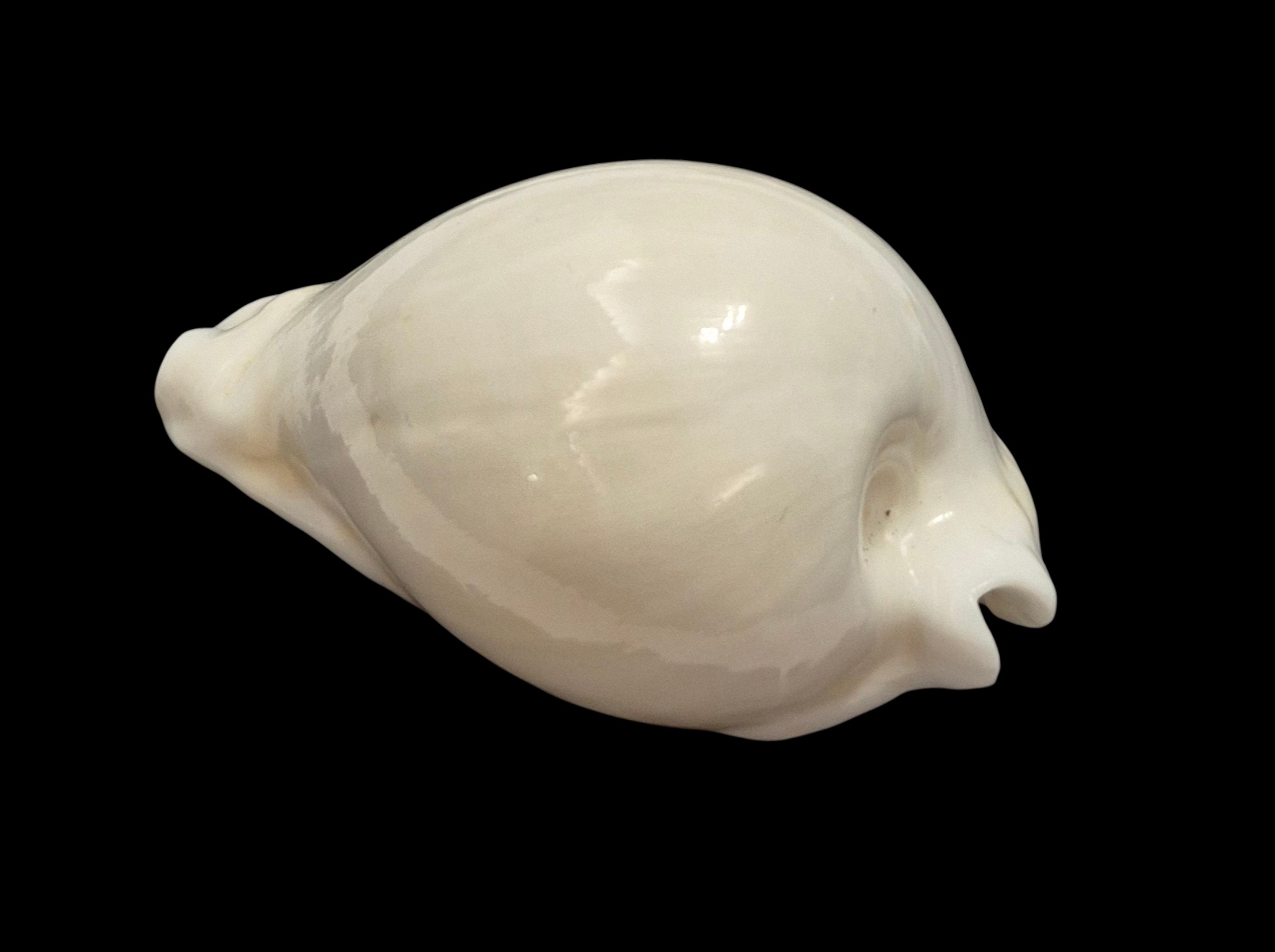 BC138 Umbilia hesitata howelli - Image 3
