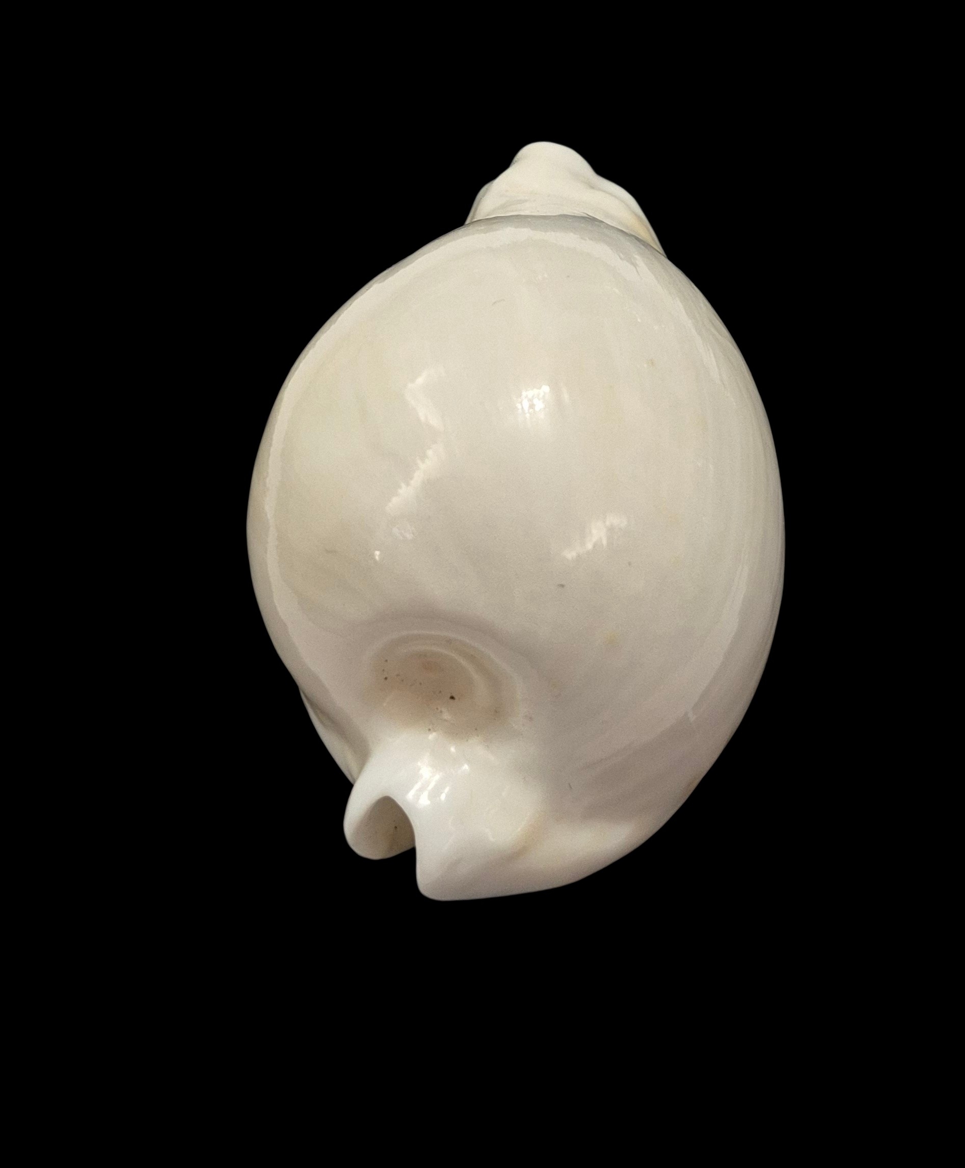 BC138 Umbilia hesitata howelli - Image 4
