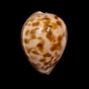 BC340 Zoila venusta roseopunctata