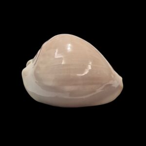 BC248 Zoila venusta roseoimmaculata