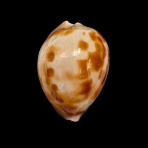 BC349 Zoila venusta venusta - SHOAL CAPE FORM