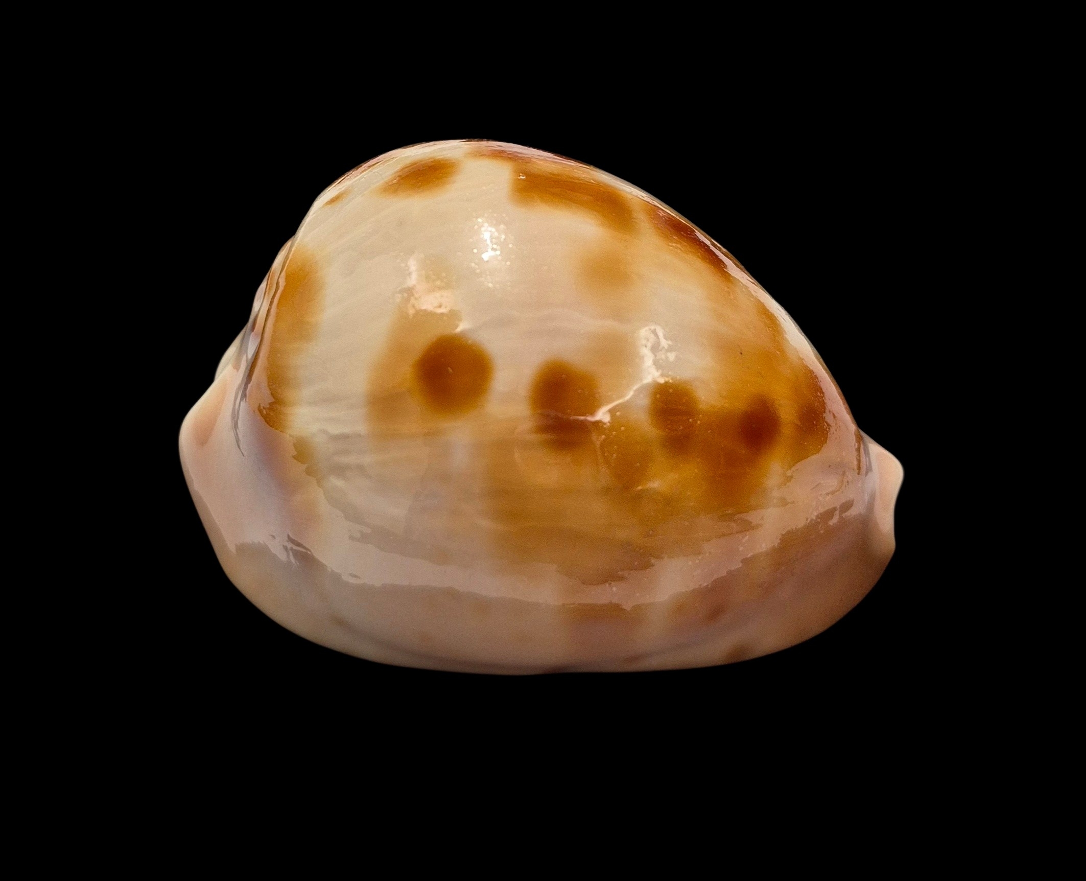 BC349 Zoila venusta venusta - SHOAL CAPE FORM - Image 2