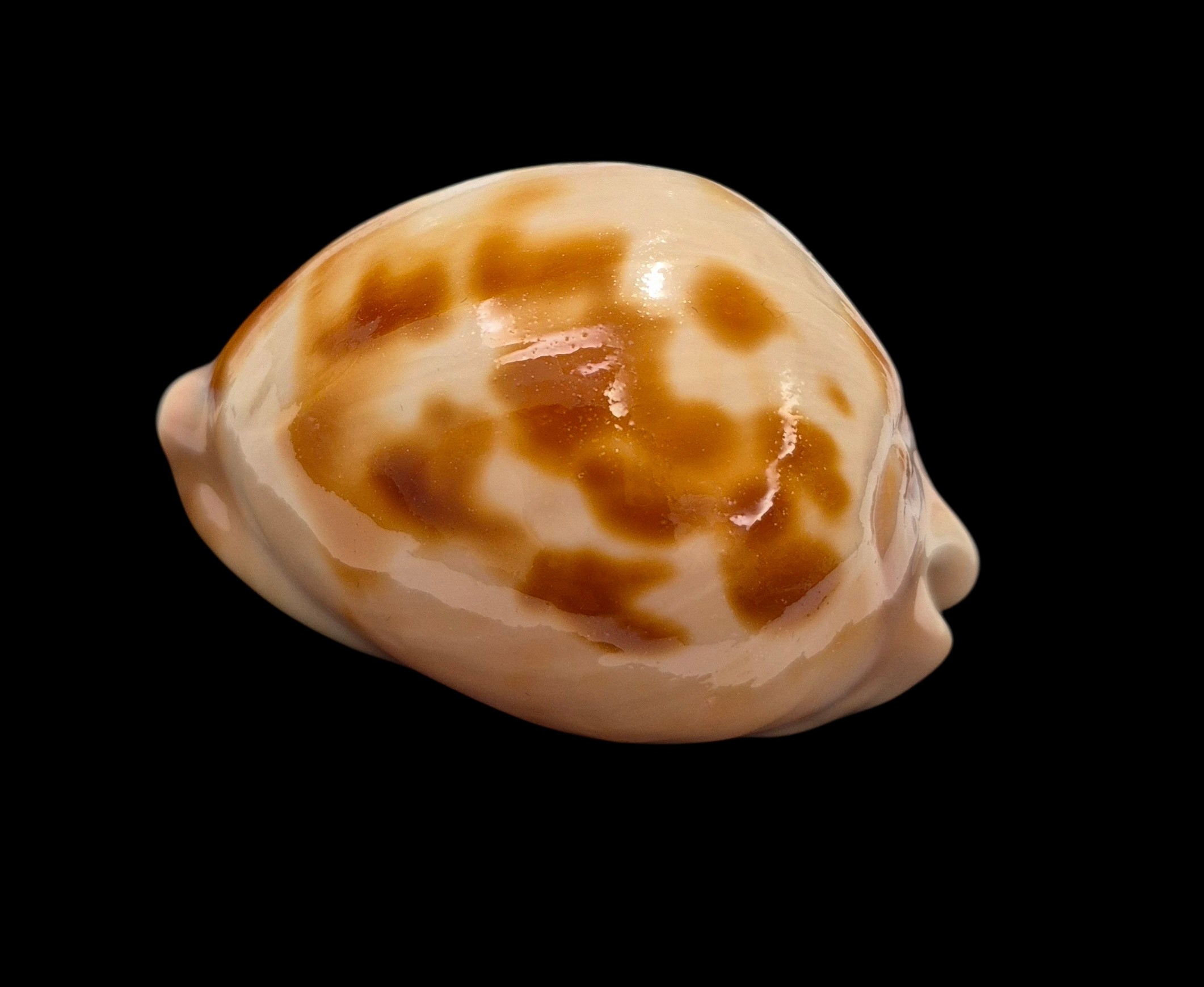 BC349 Zoila venusta venusta - SHOAL CAPE FORM - Image 3