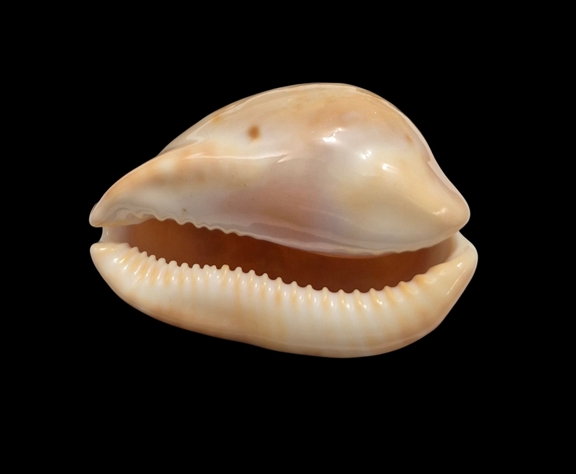 BC349 Zoila venusta venusta - SHOAL CAPE FORM - Image 4