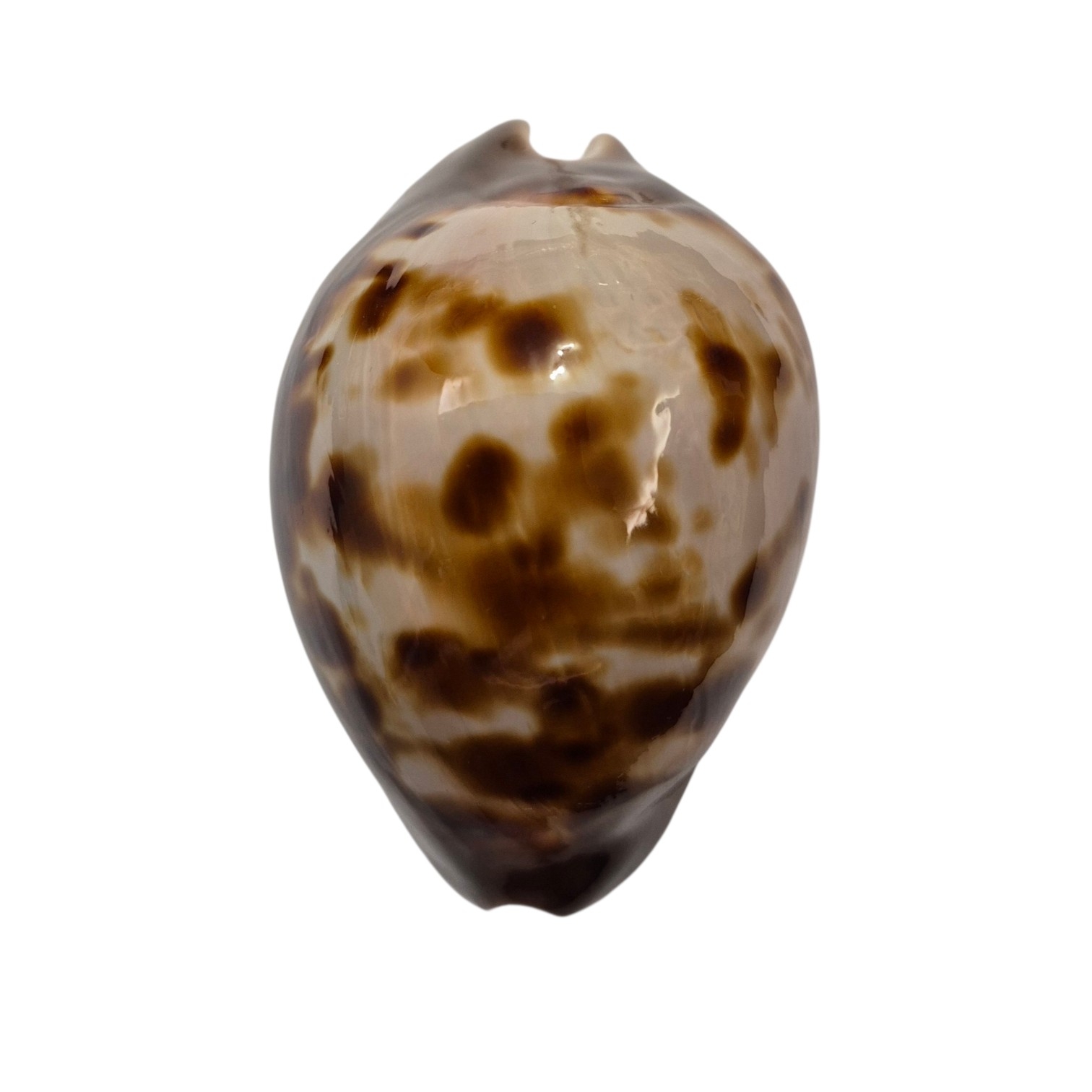 BC163 Zoila venusta roseopunctata - DARK BEAUTY - Image 2