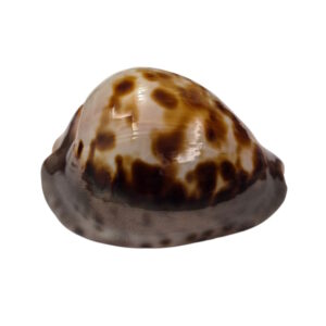 BC163 Zoila venusta roseopunctata - DARK BEAUTY