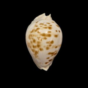 BC029 Zoila marginata orientalis