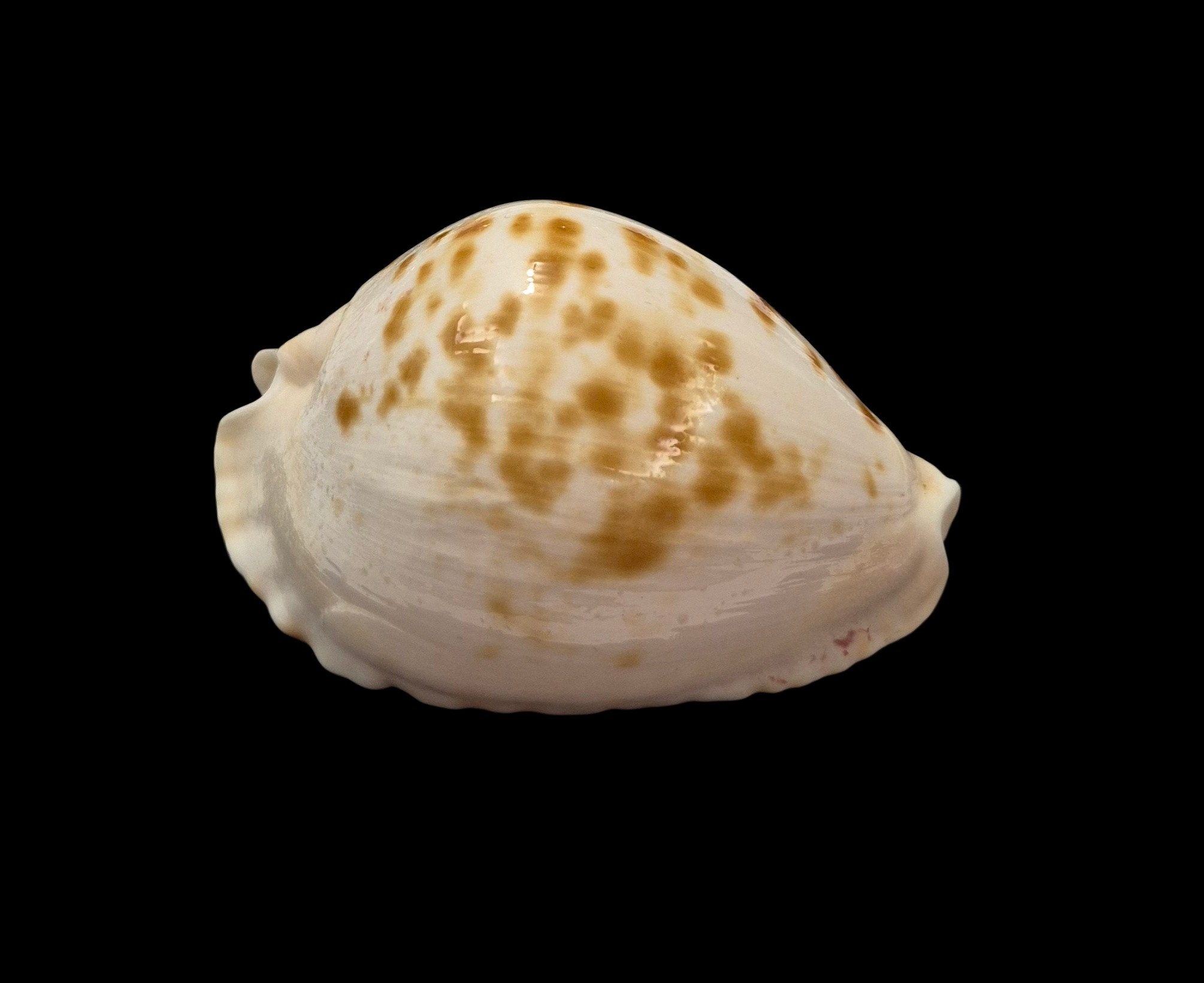 BC029 Zoila marginata orientalis - Image 2
