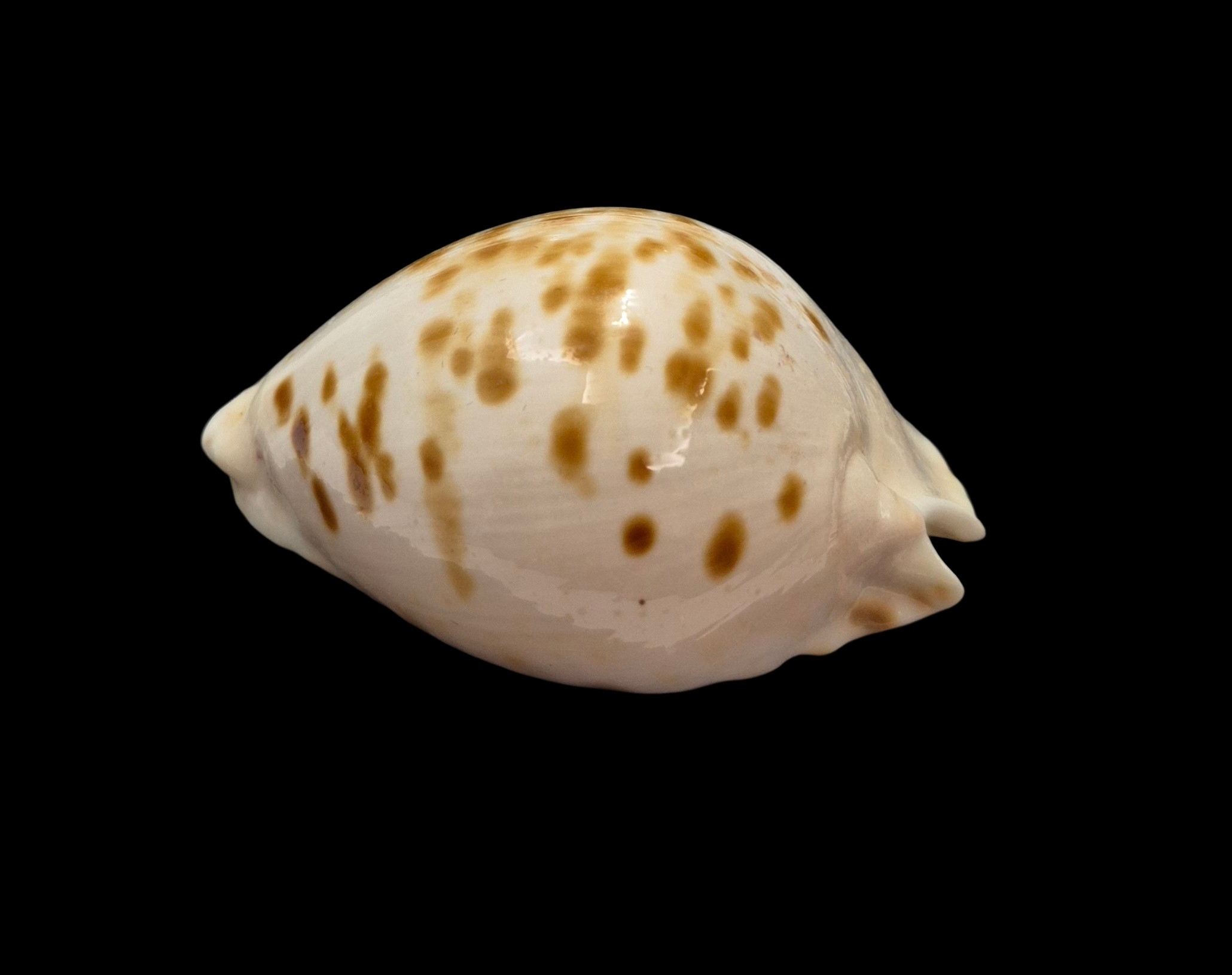 BC029 Zoila marginata orientalis - Image 3