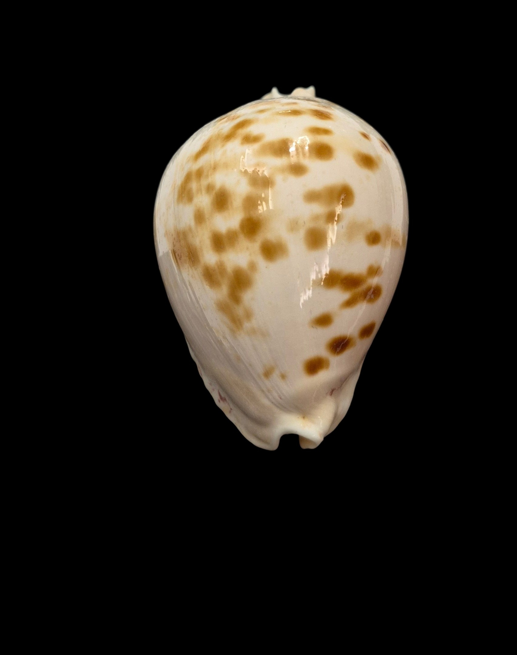 BC029 Zoila marginata orientalis - Image 6