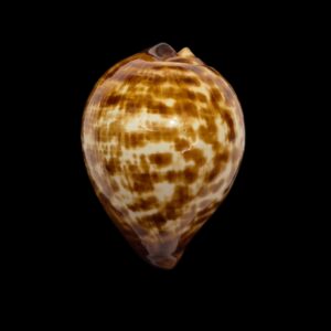 BC108 Zoila decipiens - from TAIWAN BOAT