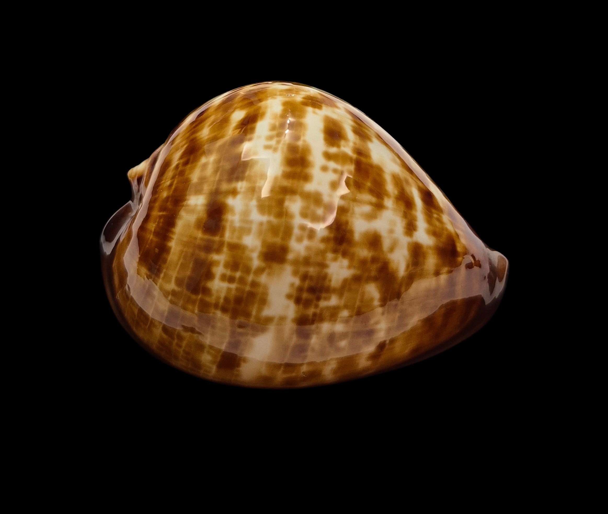BC108 Zoila decipiens - from TAIWAN BOAT - Image 2