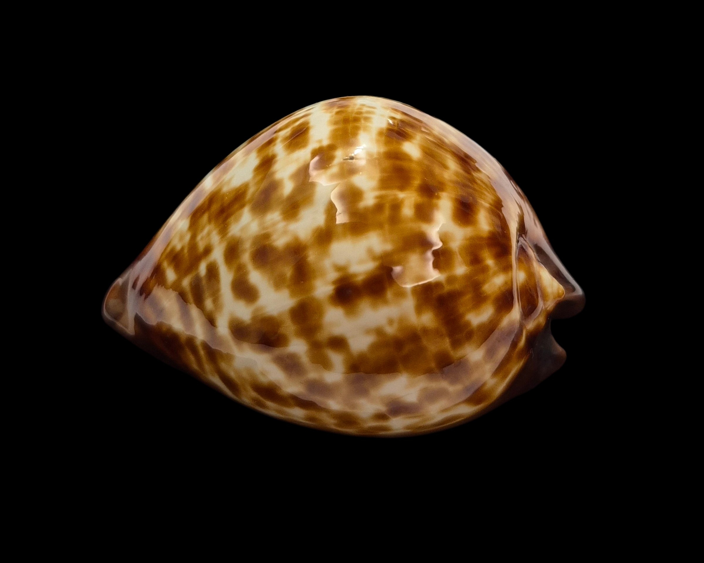 BC108 Zoila decipiens - from TAIWAN BOAT - Image 3