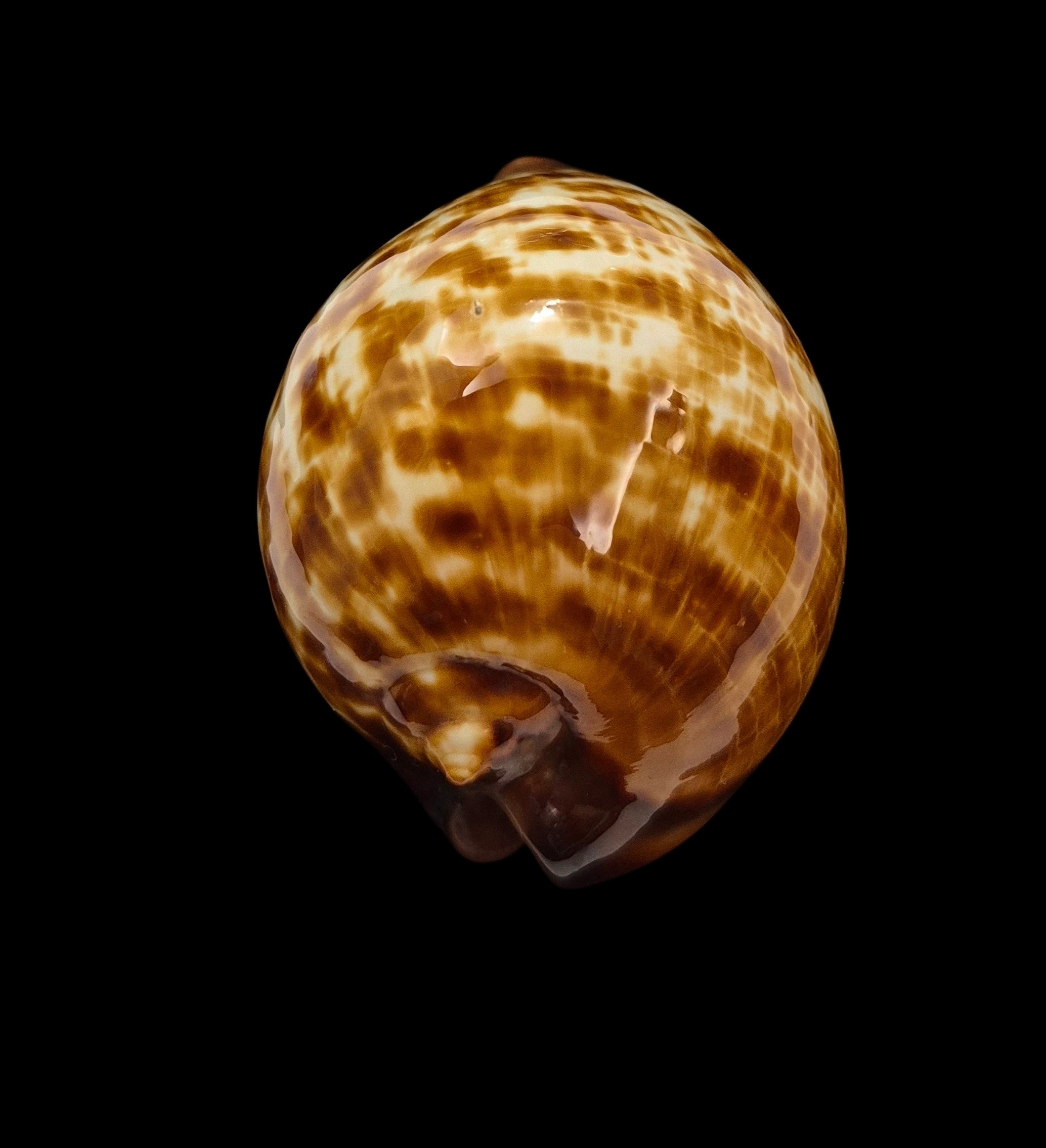 BC108 Zoila decipiens - from TAIWAN BOAT - Image 4