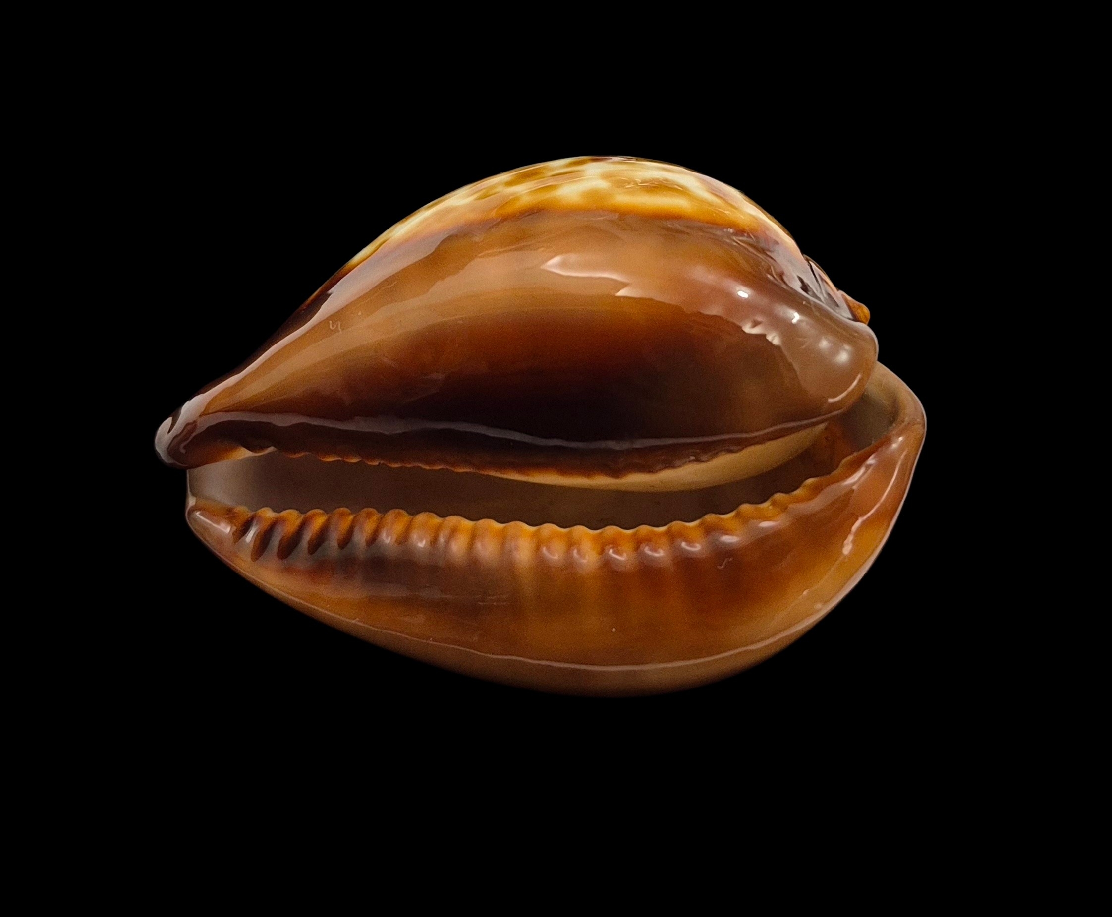 BC108 Zoila decipiens - from TAIWAN BOAT - Image 5