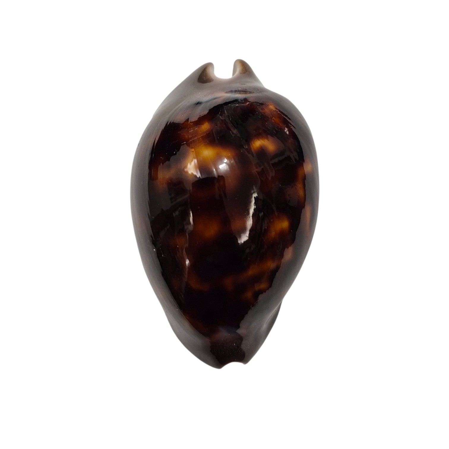 BC082 Zoila venusta sorrentensis