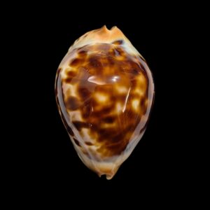 BC123 Zoila jeaniana jeaniana - AWESOME SHELL
