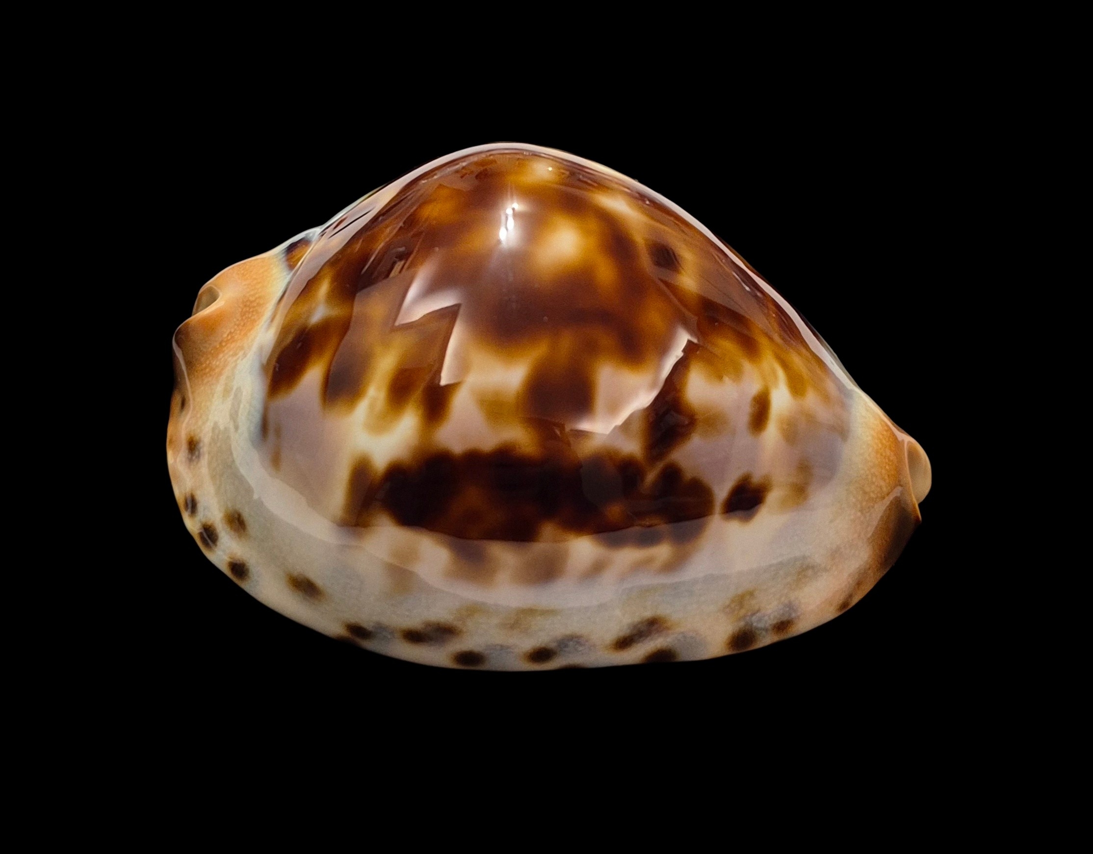 BC123 Zoila jeaniana jeaniana - AWESOME SHELL - Image 2