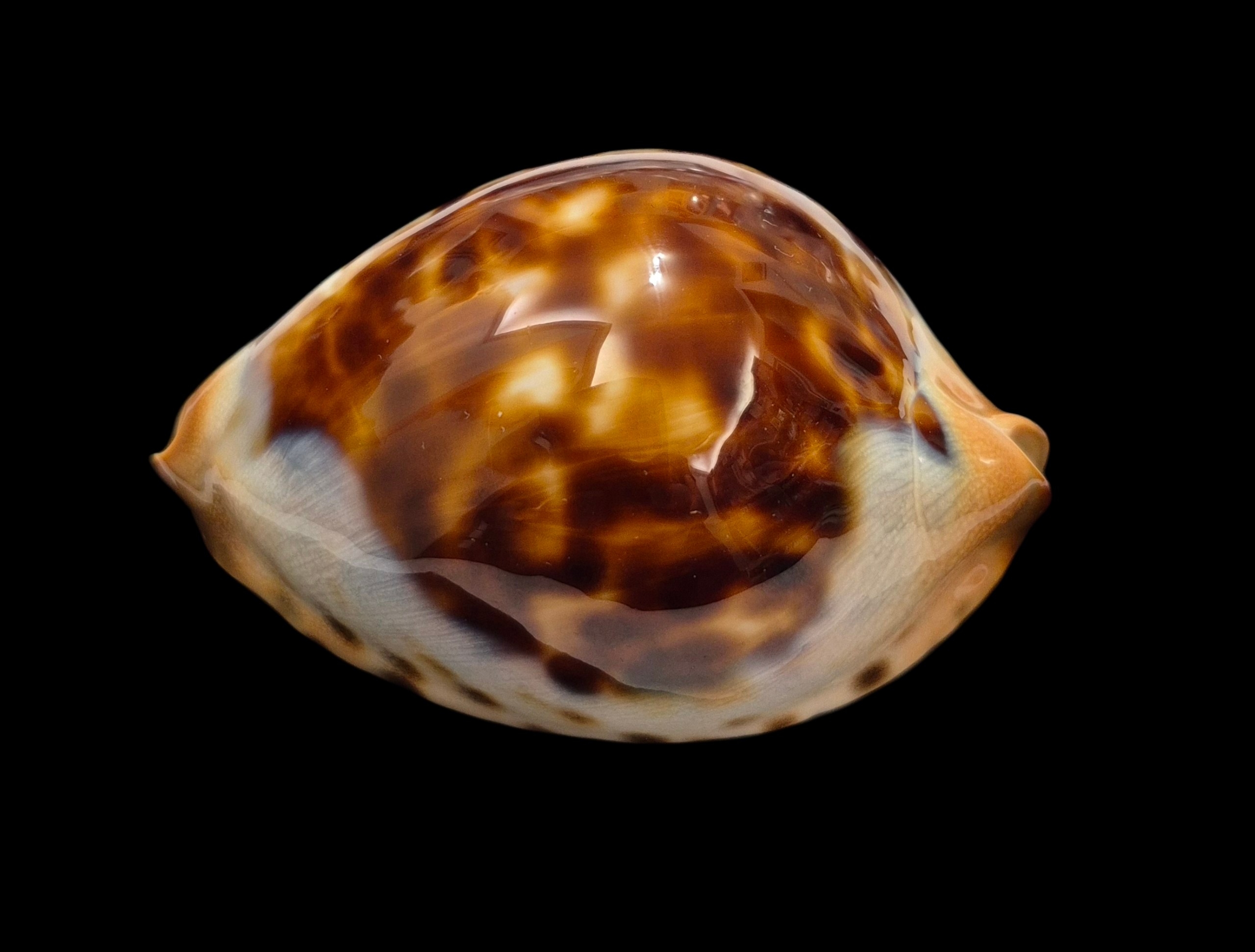 BC123 Zoila jeaniana jeaniana - AWESOME SHELL - Image 4
