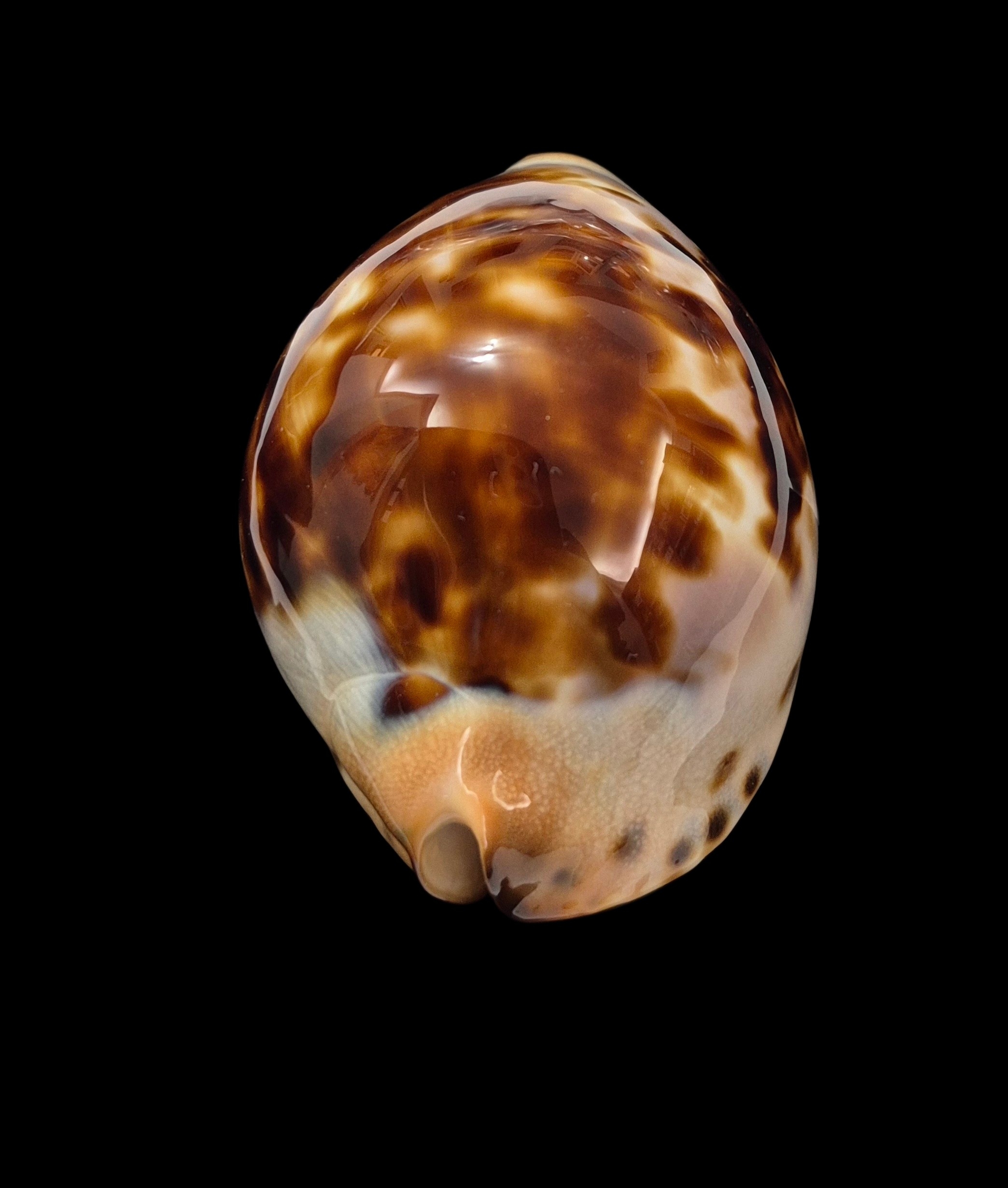 BC123 Zoila jeaniana jeaniana - AWESOME SHELL - Image 5