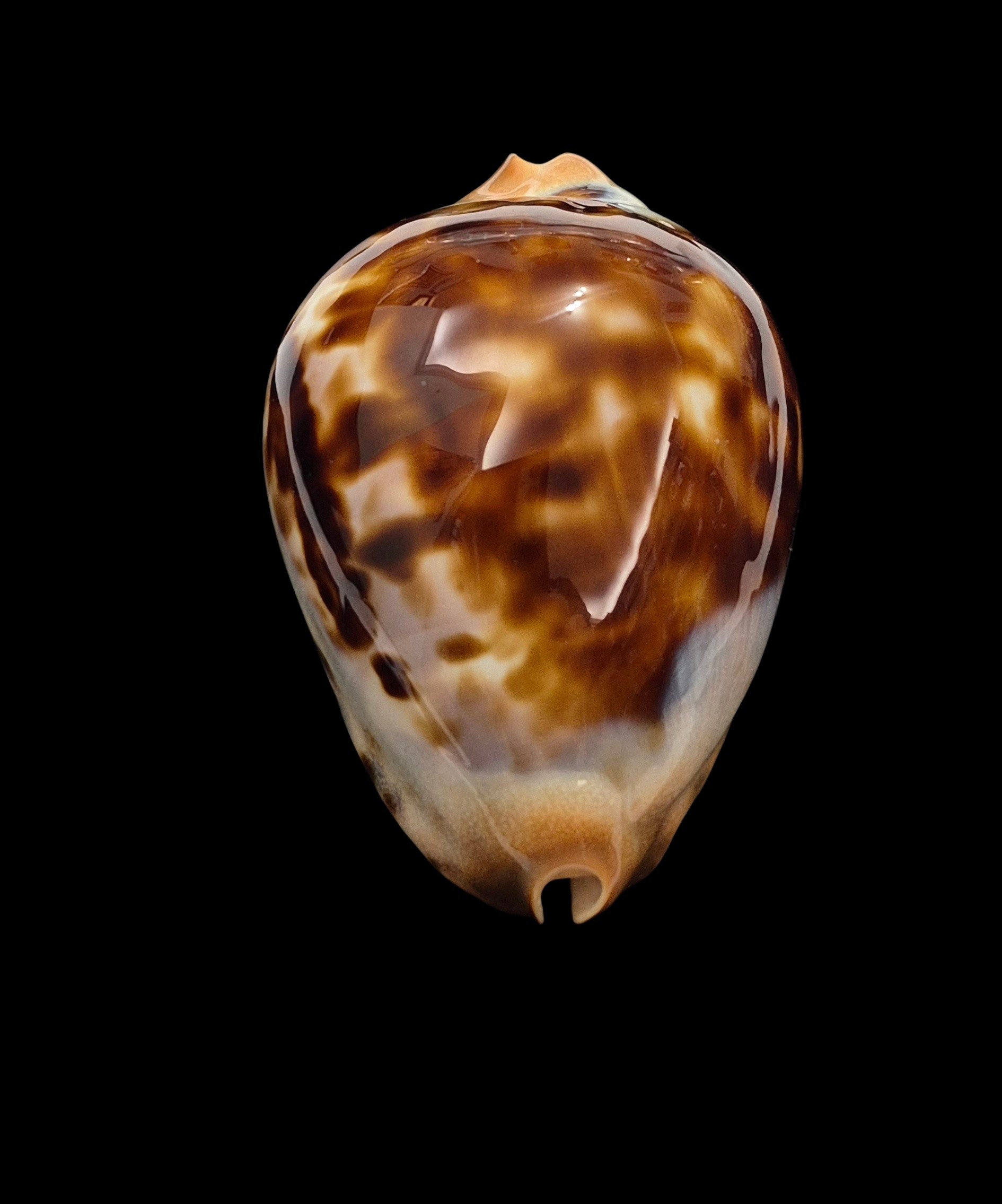 BC123 Zoila jeaniana jeaniana - AWESOME SHELL - Image 6