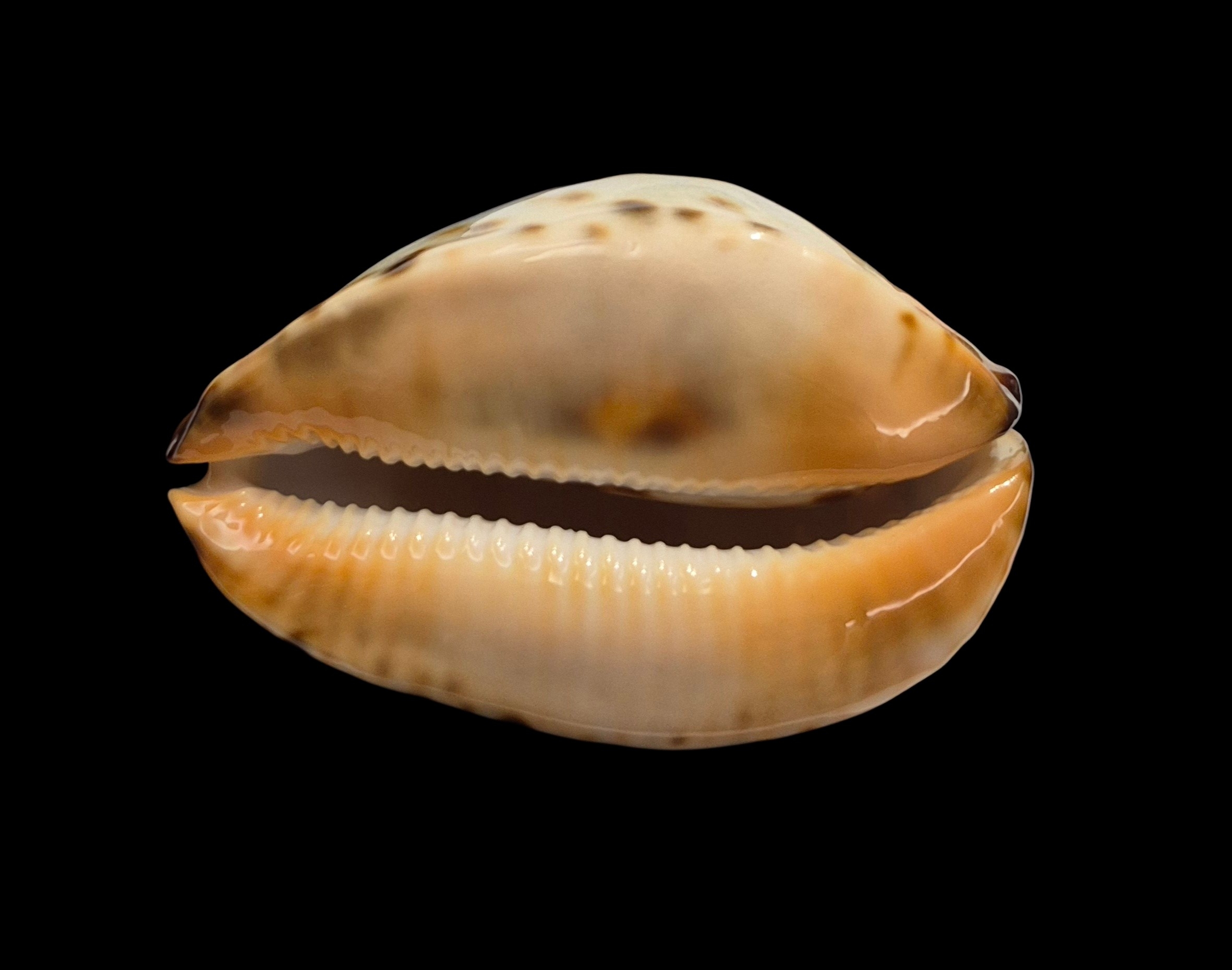BC123 Zoila jeaniana jeaniana - AWESOME SHELL - Image 3