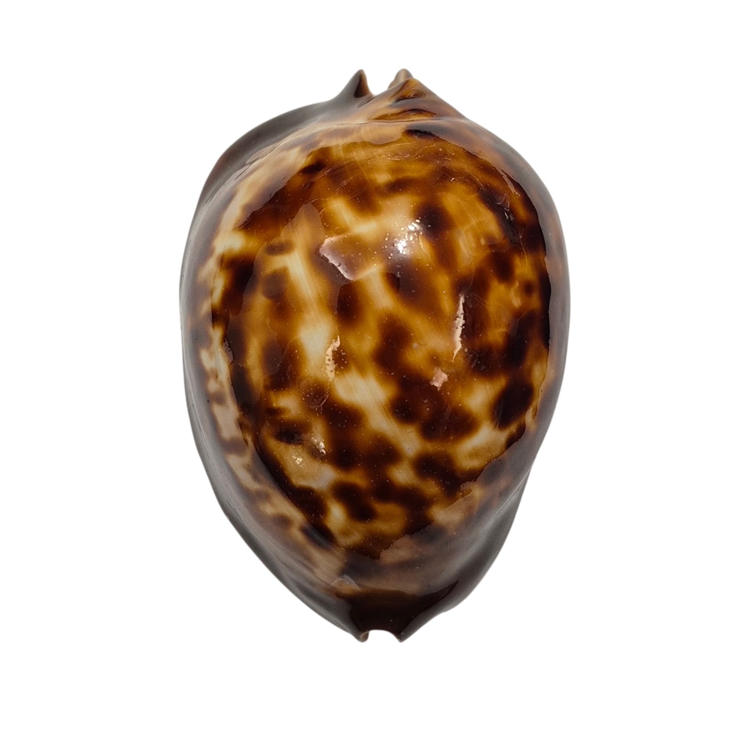 BC147 Zoila thersites