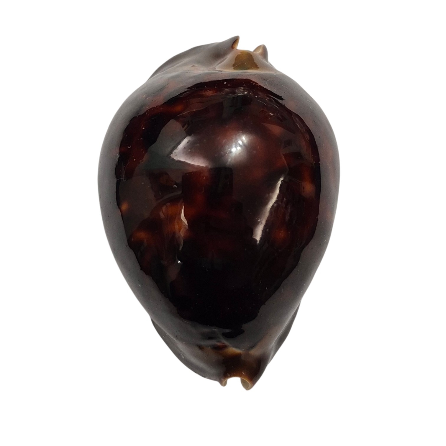 BC278 Zoila thersites atrata
