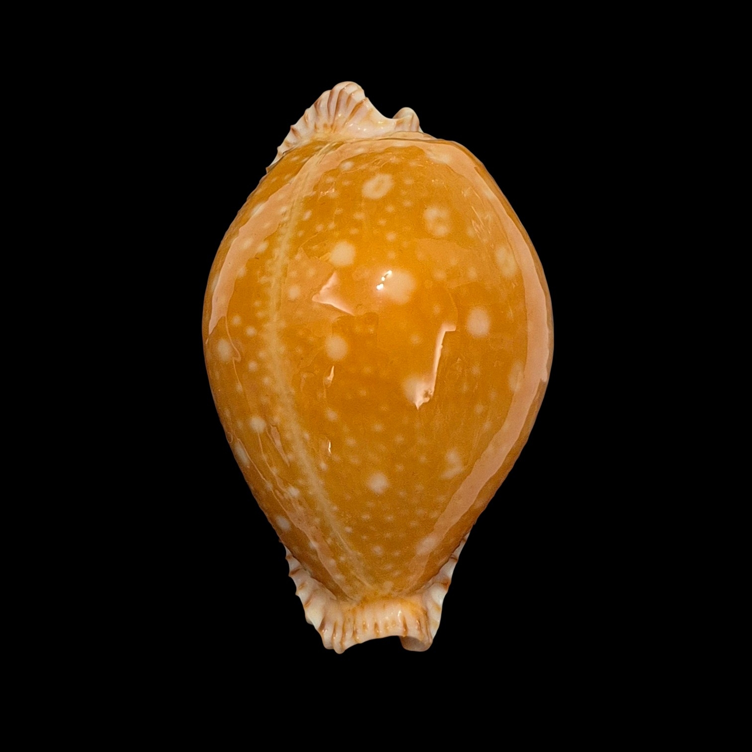 BC336 Perisserosa guttata