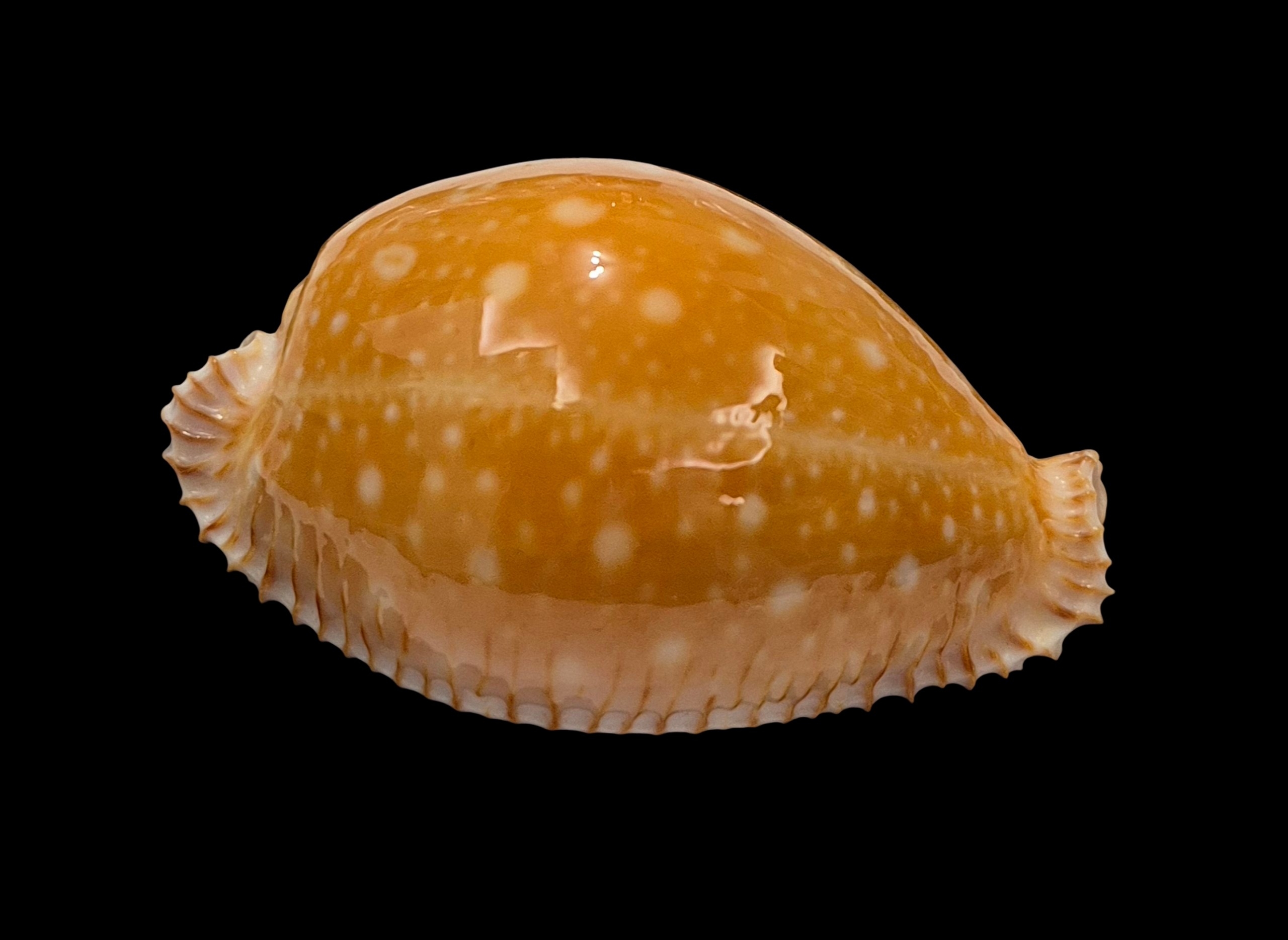 BC336 Perisserosa guttata - Image 2