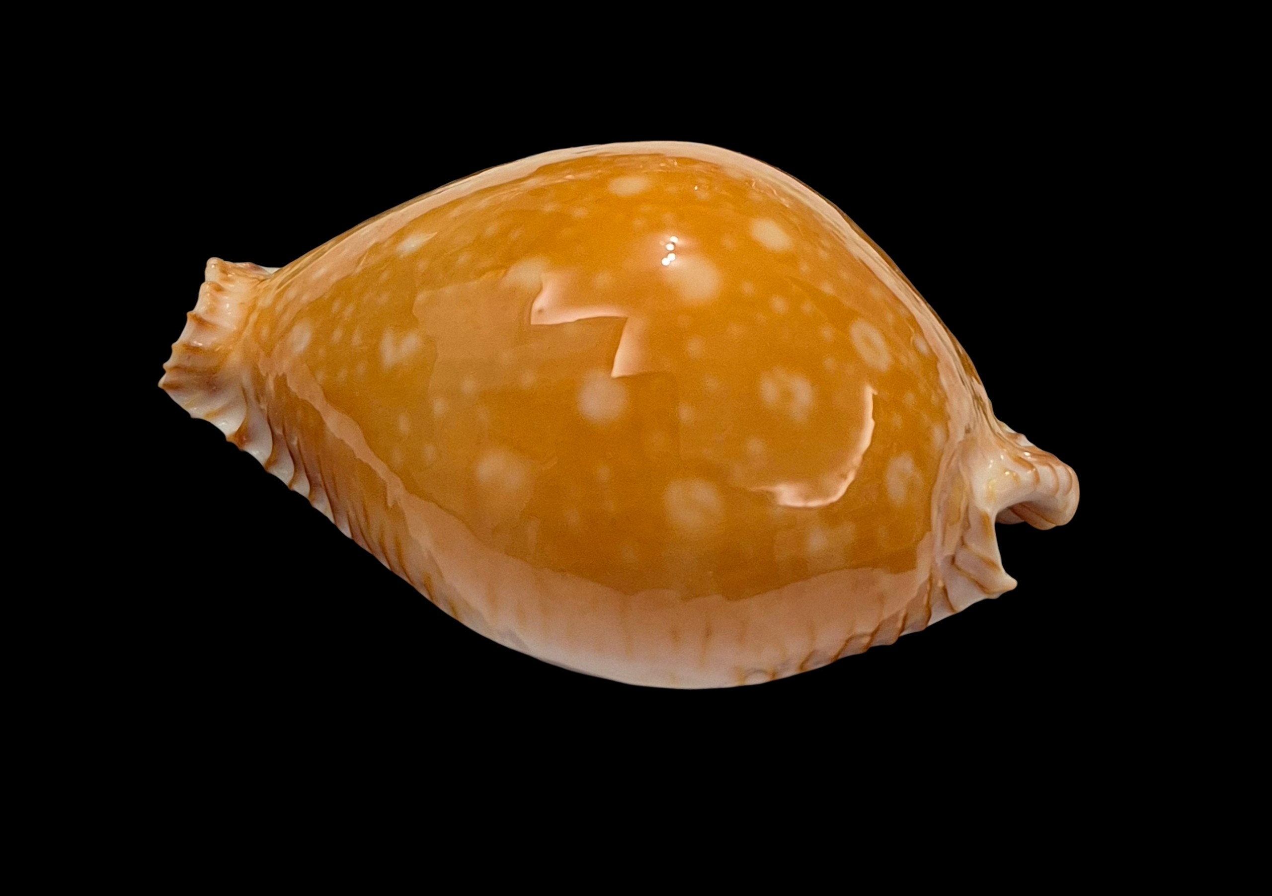 BC336 Perisserosa guttata - Image 3