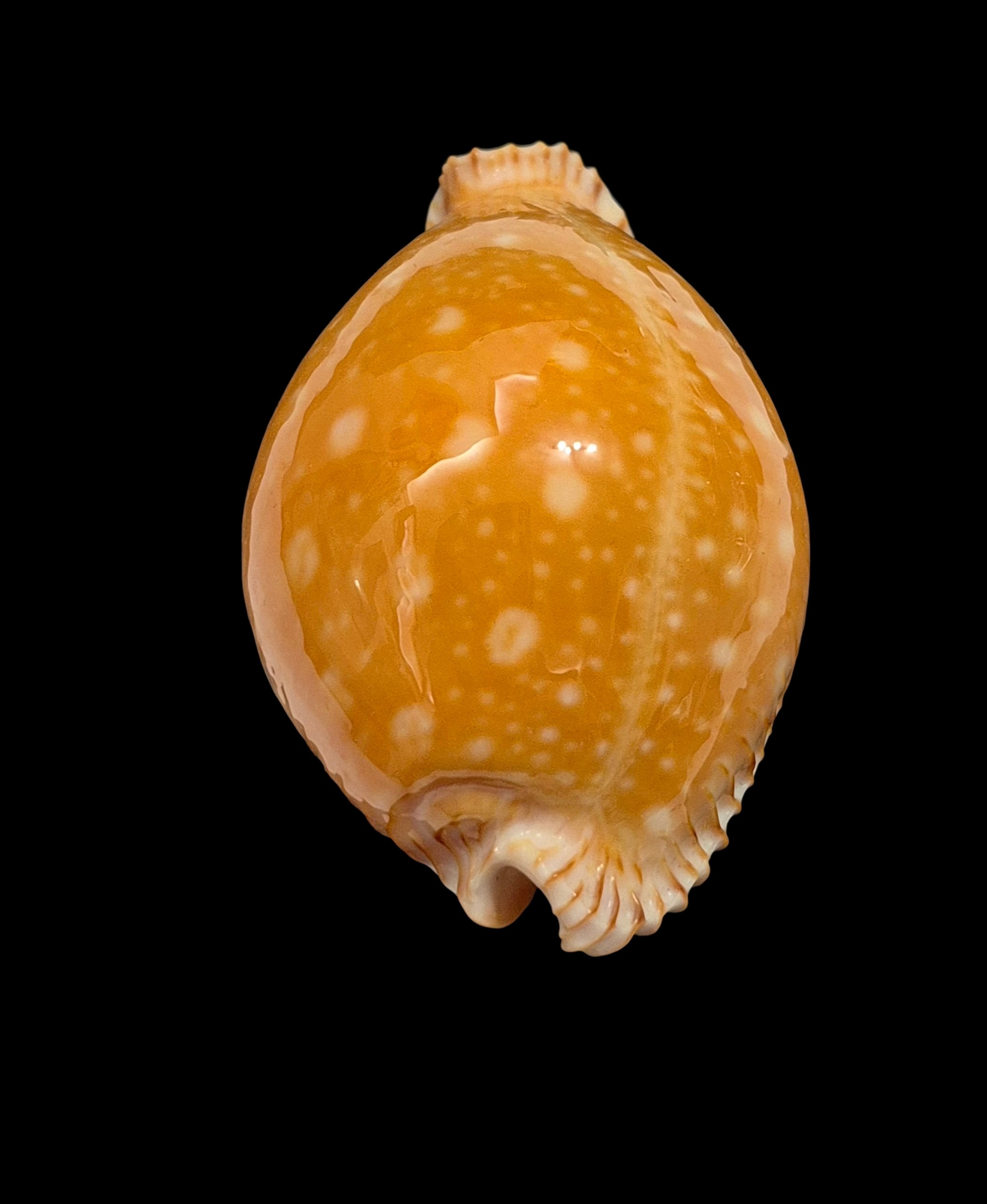 BC336 Perisserosa guttata - Image 4